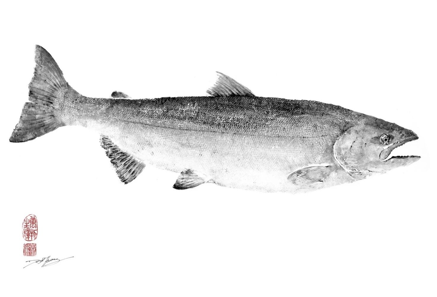 Chinook King Salmon Reproduction.jpeg