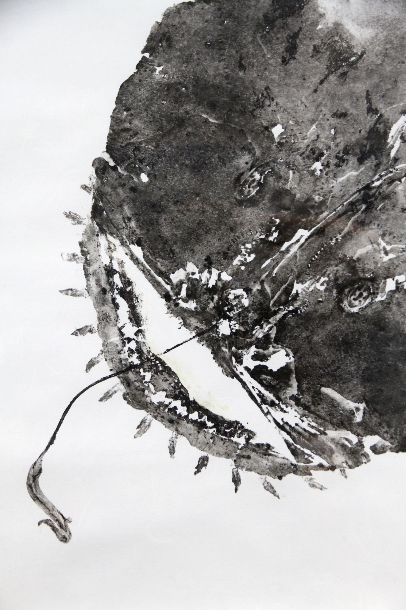 Monkfish - Anglerfish - Shadowbox Framed 4.jpeg