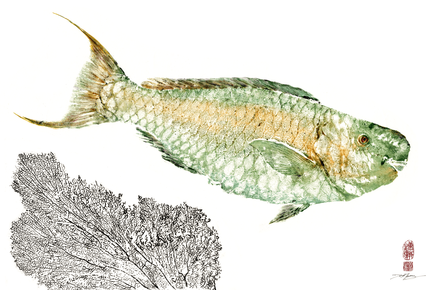 Hawaiian Parrotfish Color.png