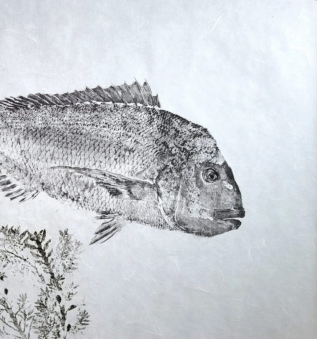 New Zealand Snapper copy.jpg