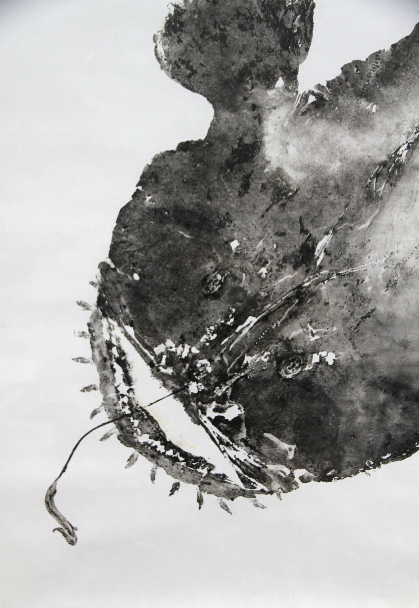 Monkfish - Anglerfish - Shadowbox Framed 5.jpeg