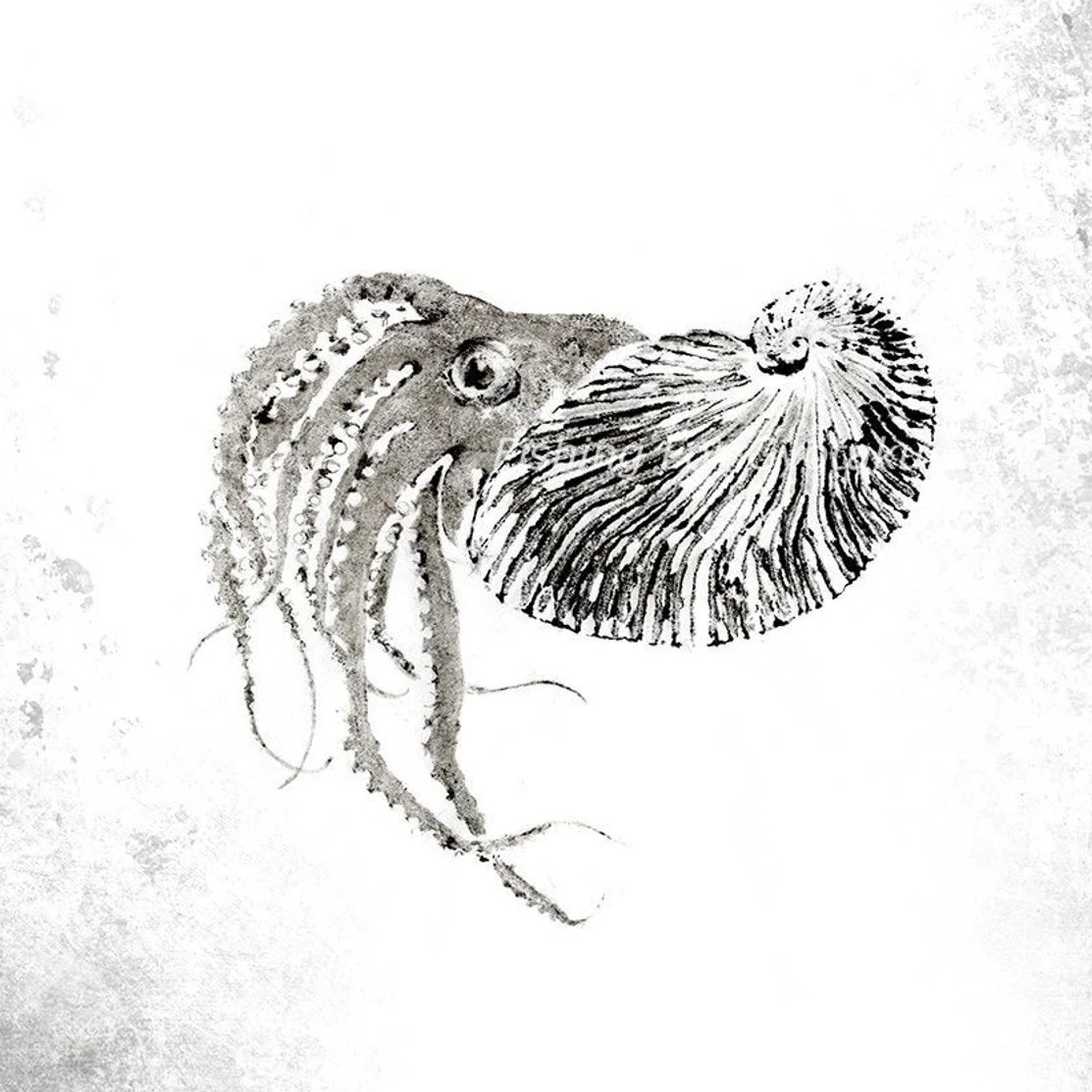 Paper Nautilus with Sea Fans Reproduction copy.jpg