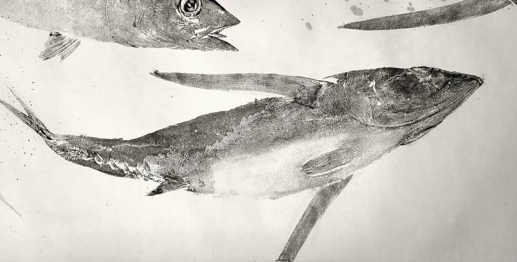 Acrobatic Albacore 2.jpeg