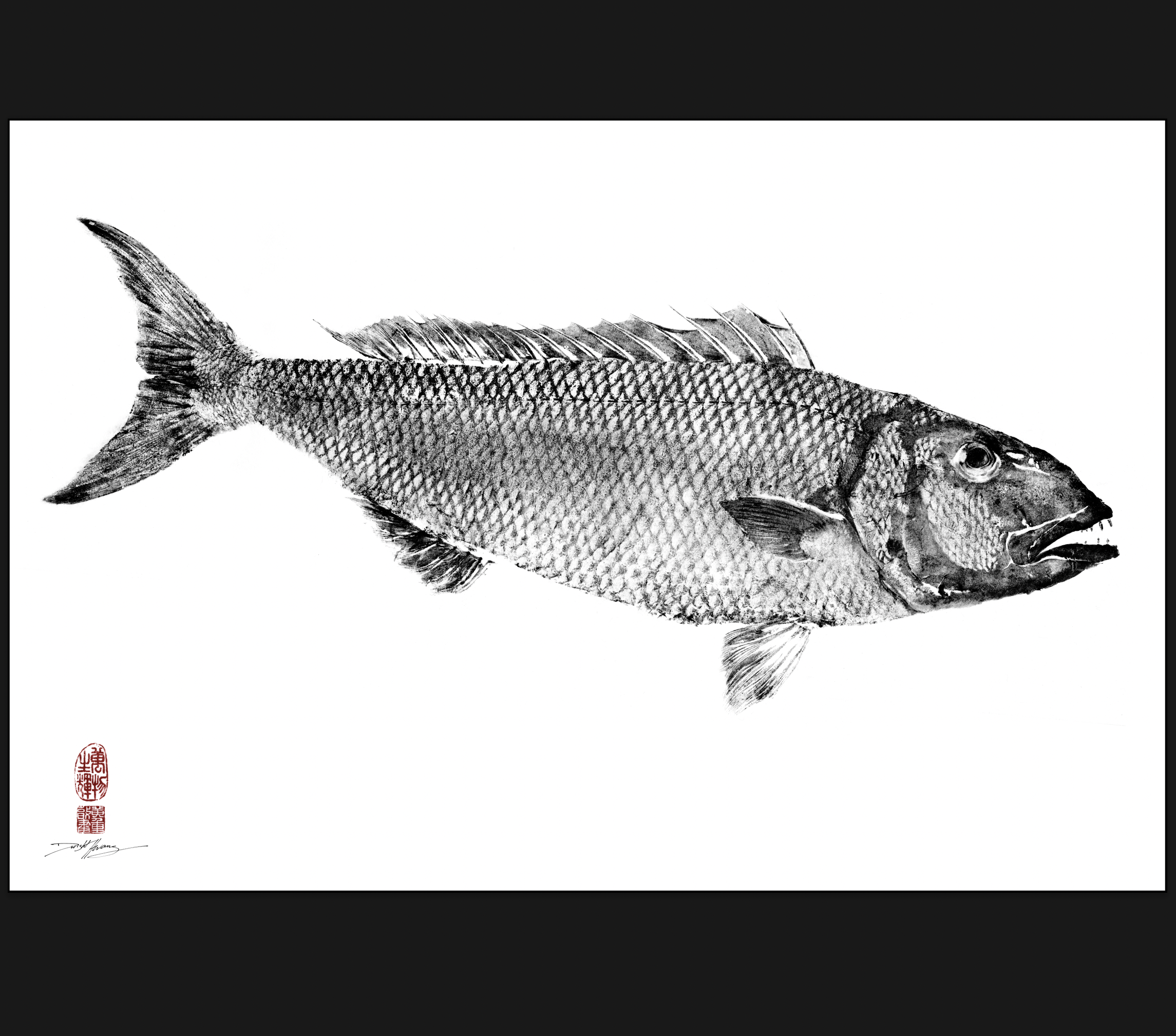 Tropical JOBFISH (Uku) Gyotaku Reproduction