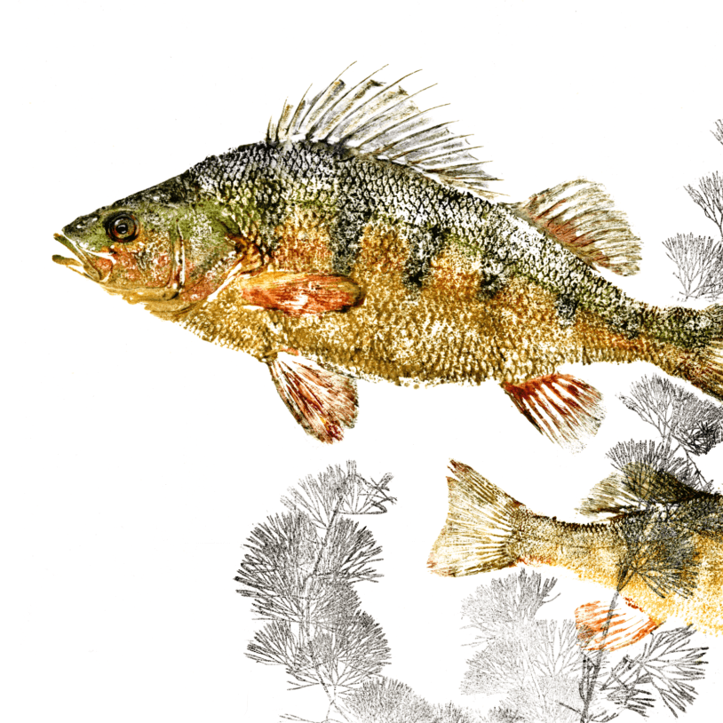 Yellow Perch Scene copy.png