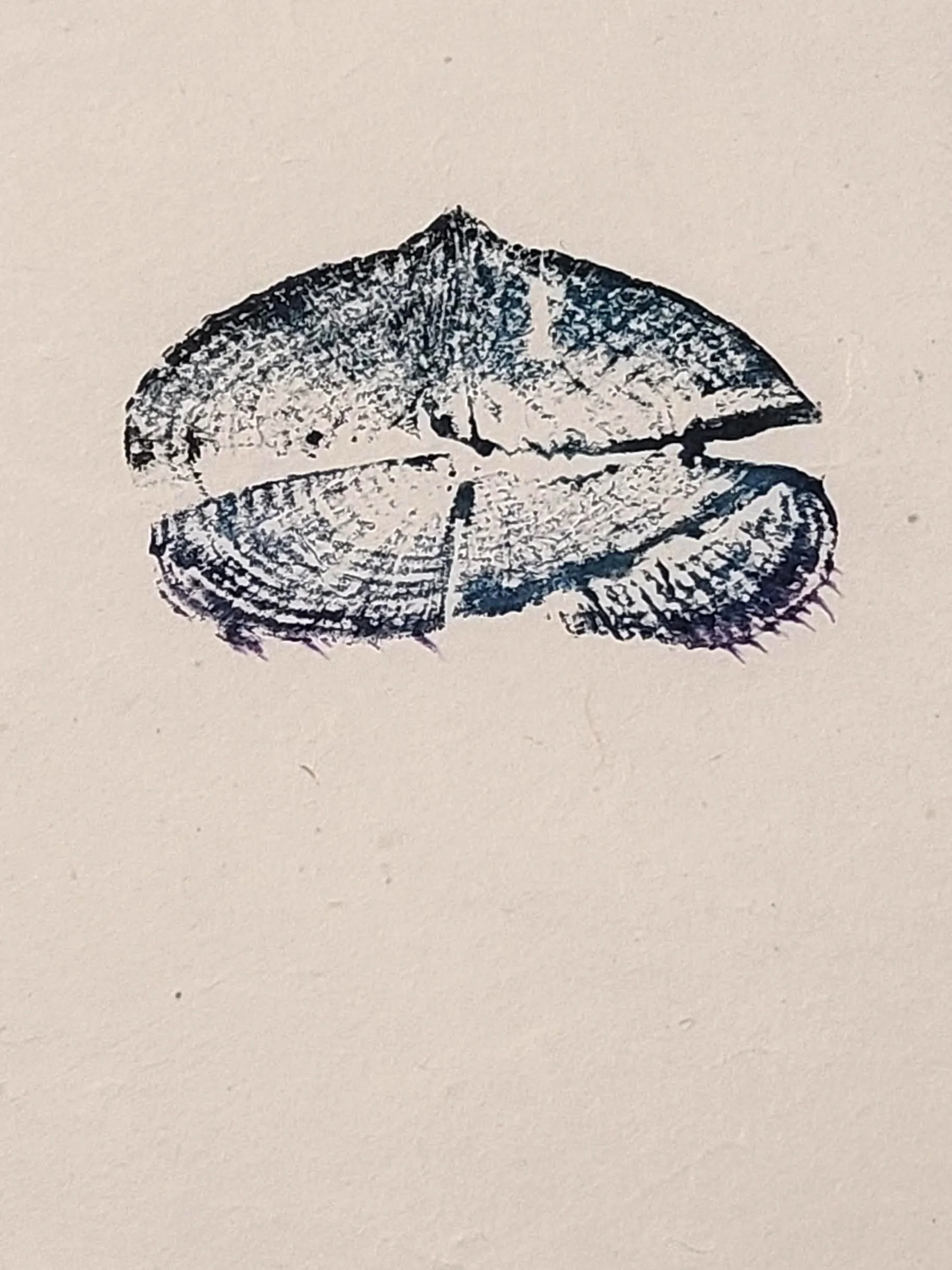 Velella velella (By-the-Wind-Sailor) Color Framed Natural Corkwood 1.jpg