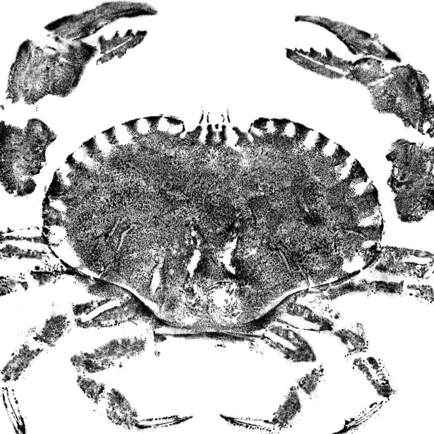European Brown Crab copy.png