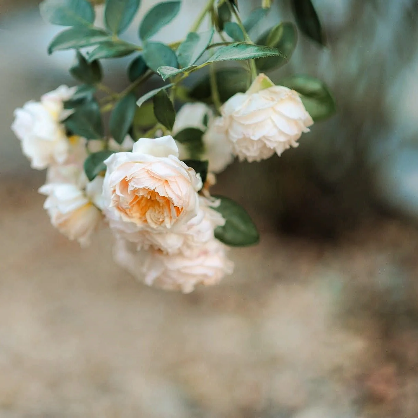 I hope you have a beautiful &amp; restful Sunday.