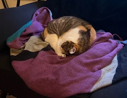 A calico cat sleeping on a blanket.