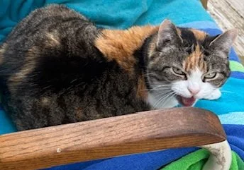 cat telling owner off for locking her in another room by mistake