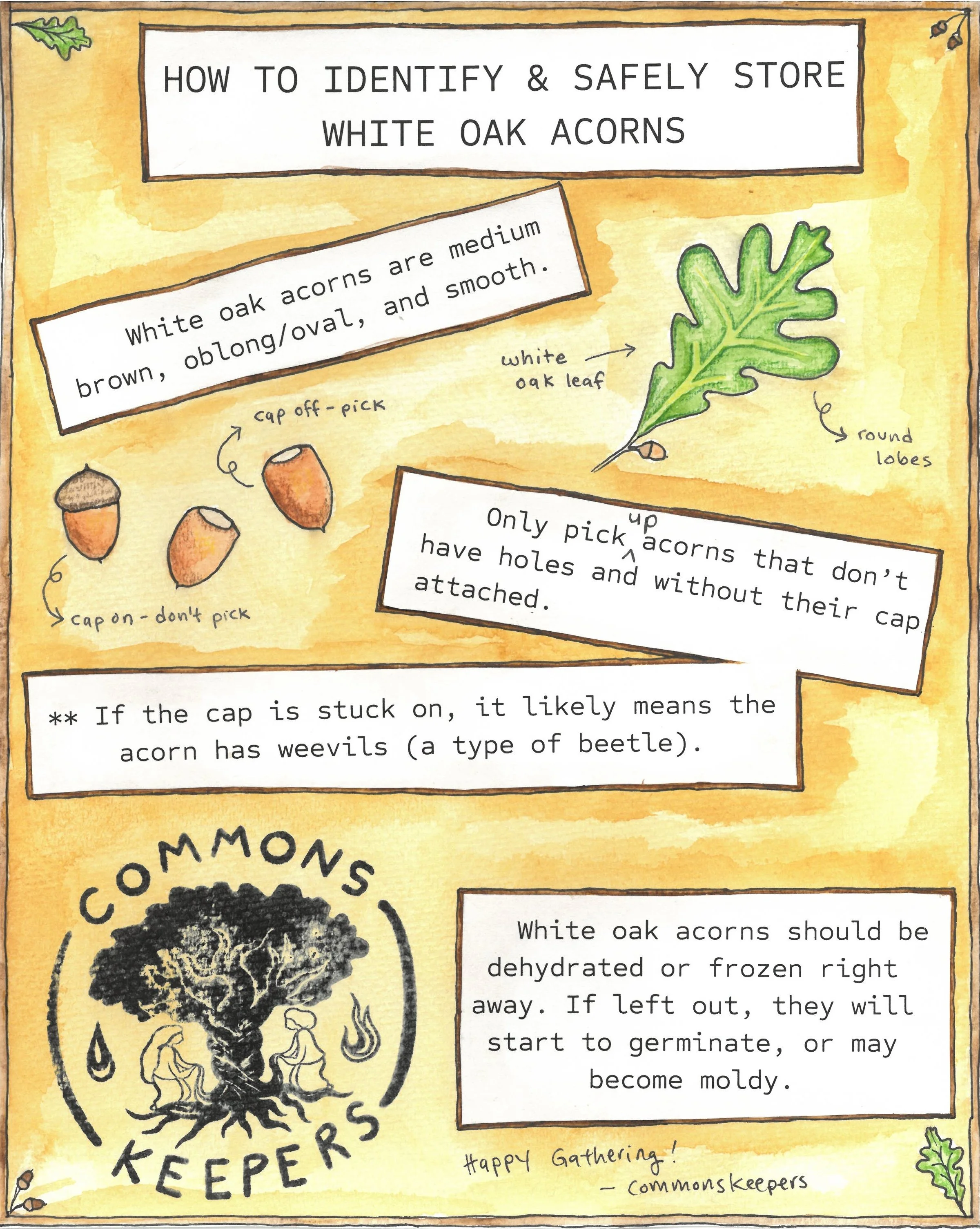White Oak Acorn Harvesting Guide