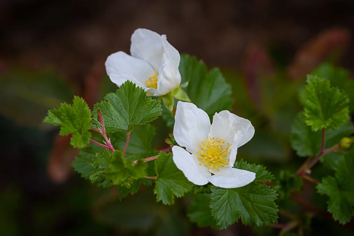 Horsetooth Falls Boulder Raspberry 020LER (1).JPG