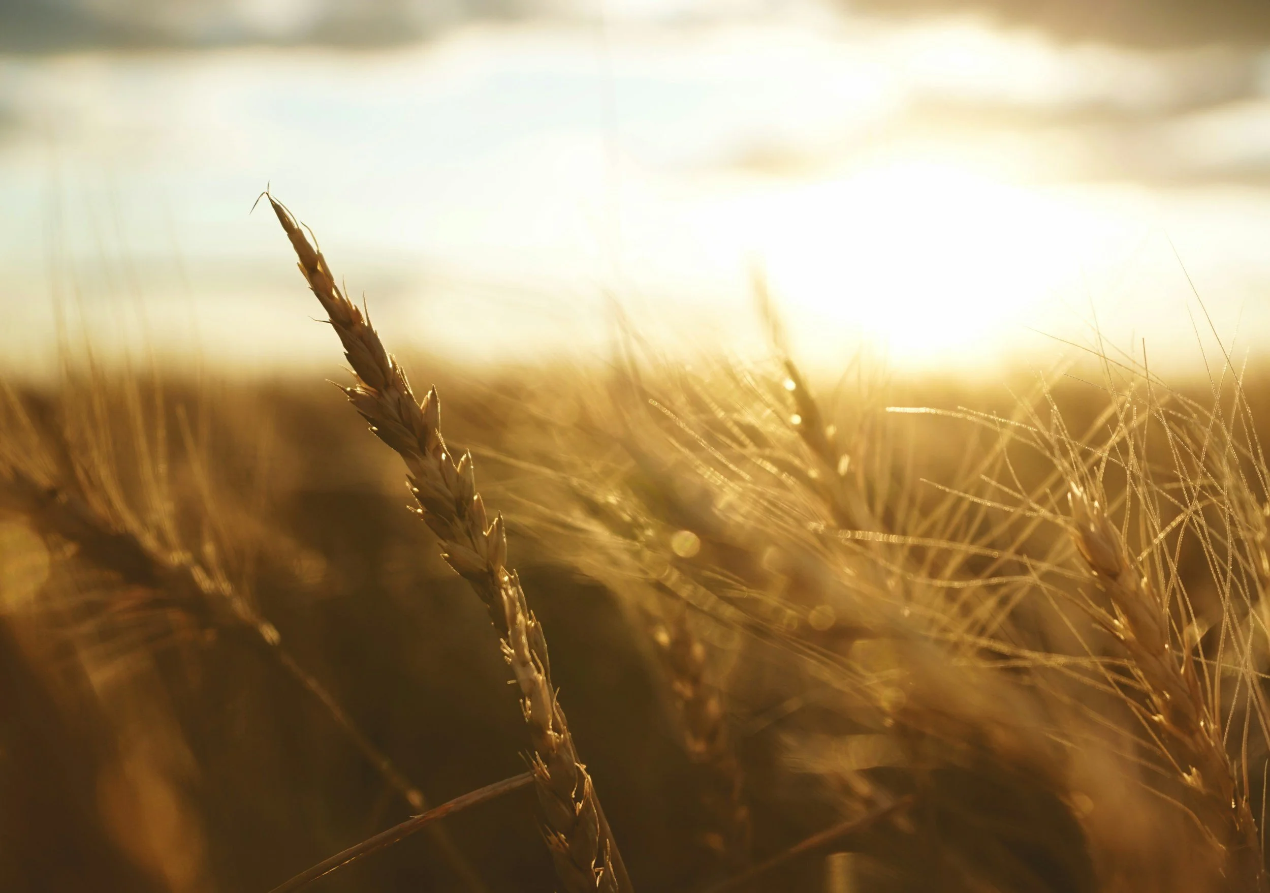 Week 7: Loved Because He Loved You (Deuteronomy 7:6–12)