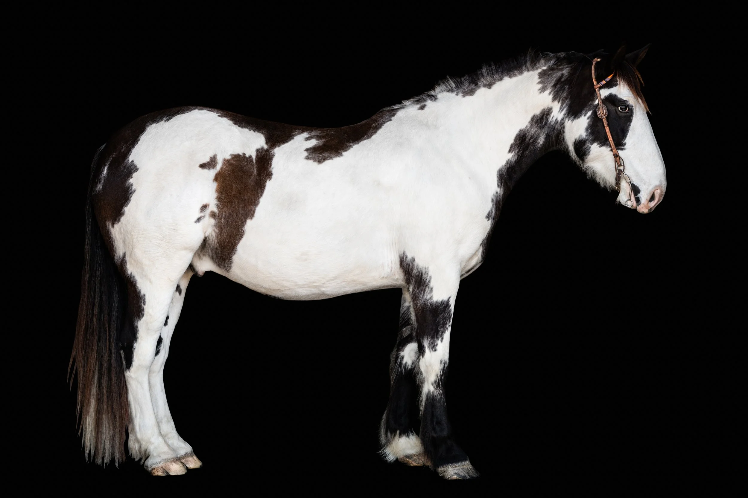 BigVineRanch_EquusColorum_2026-5.jpg