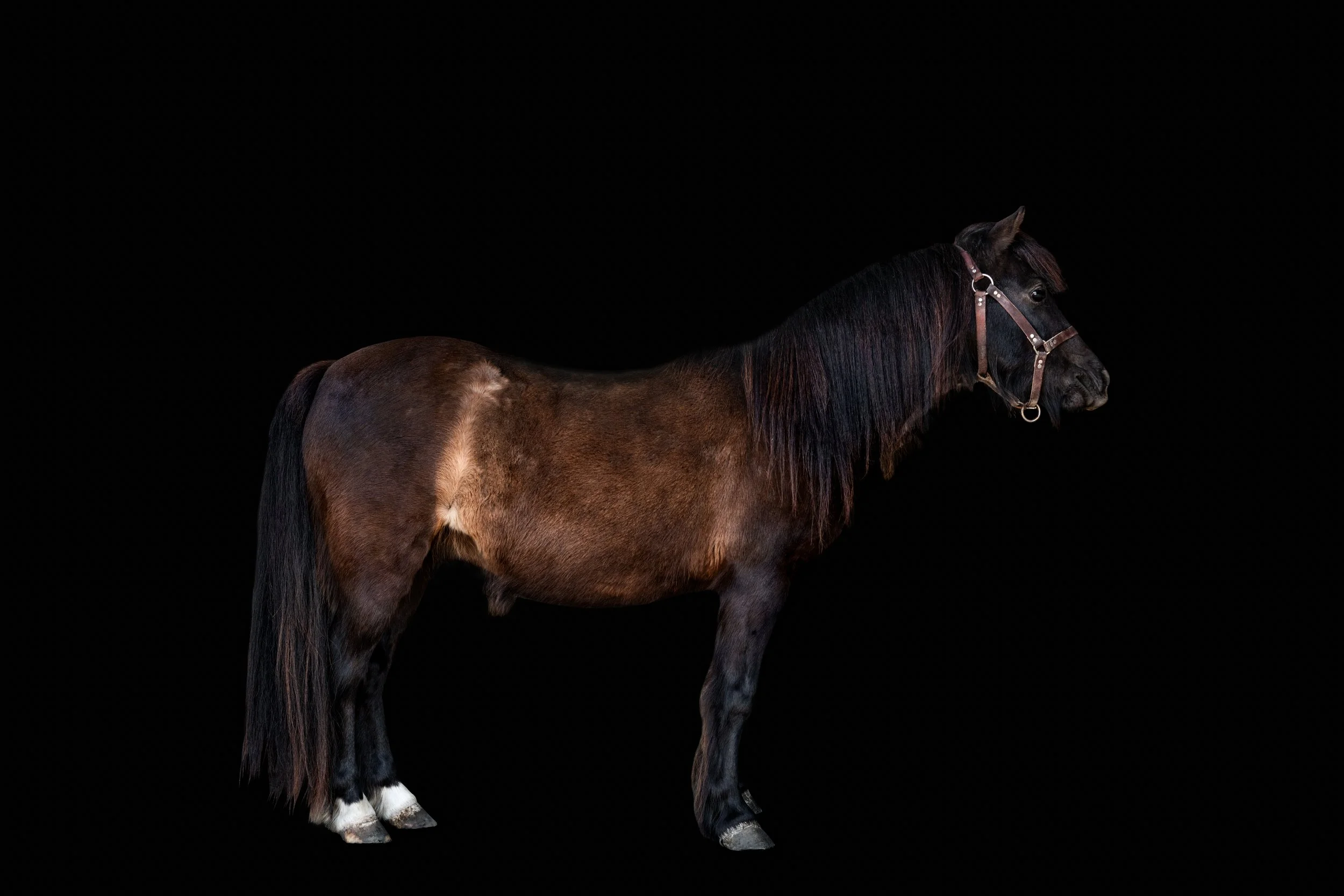 BigVineRanch_EquusColorum_2026-4.jpg