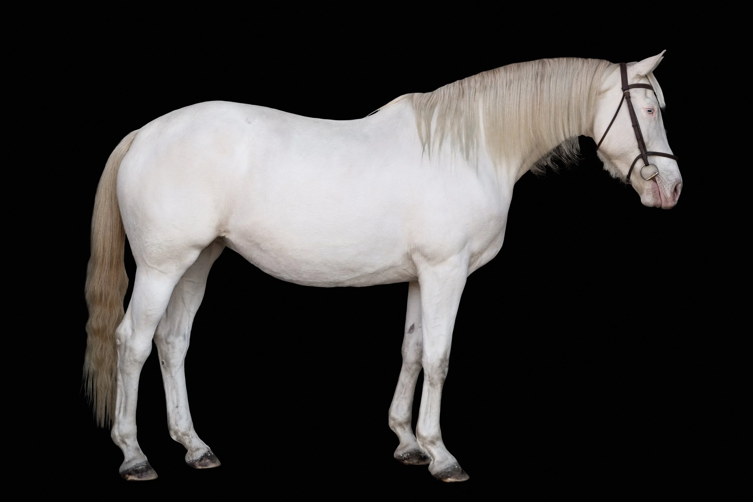 BigVineRanch_EquusColorum_2026-18.jpg