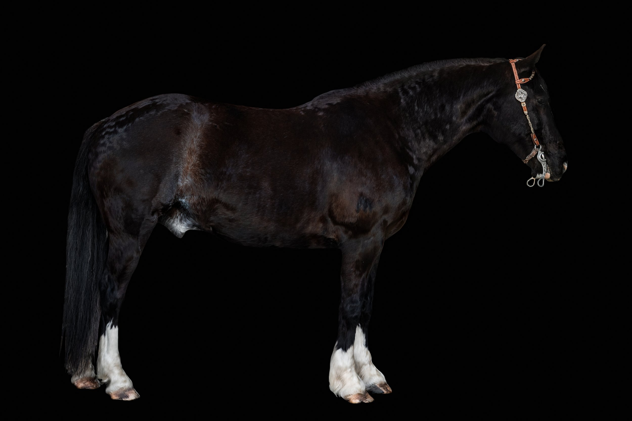 BigVineRanch_EquusColorum_2026-19.jpg