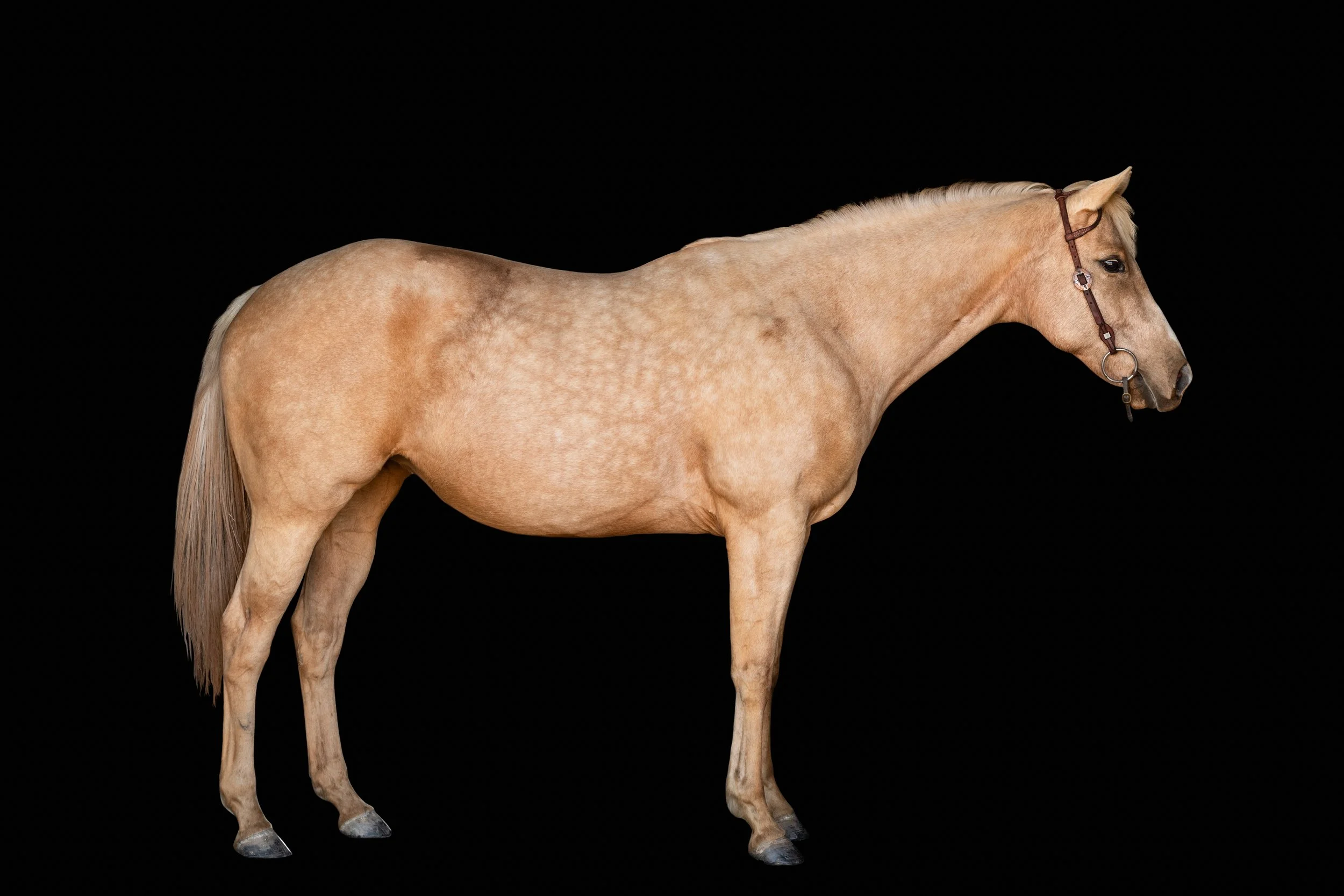 BigVineRanch_EquusColorum_2026-9.jpg