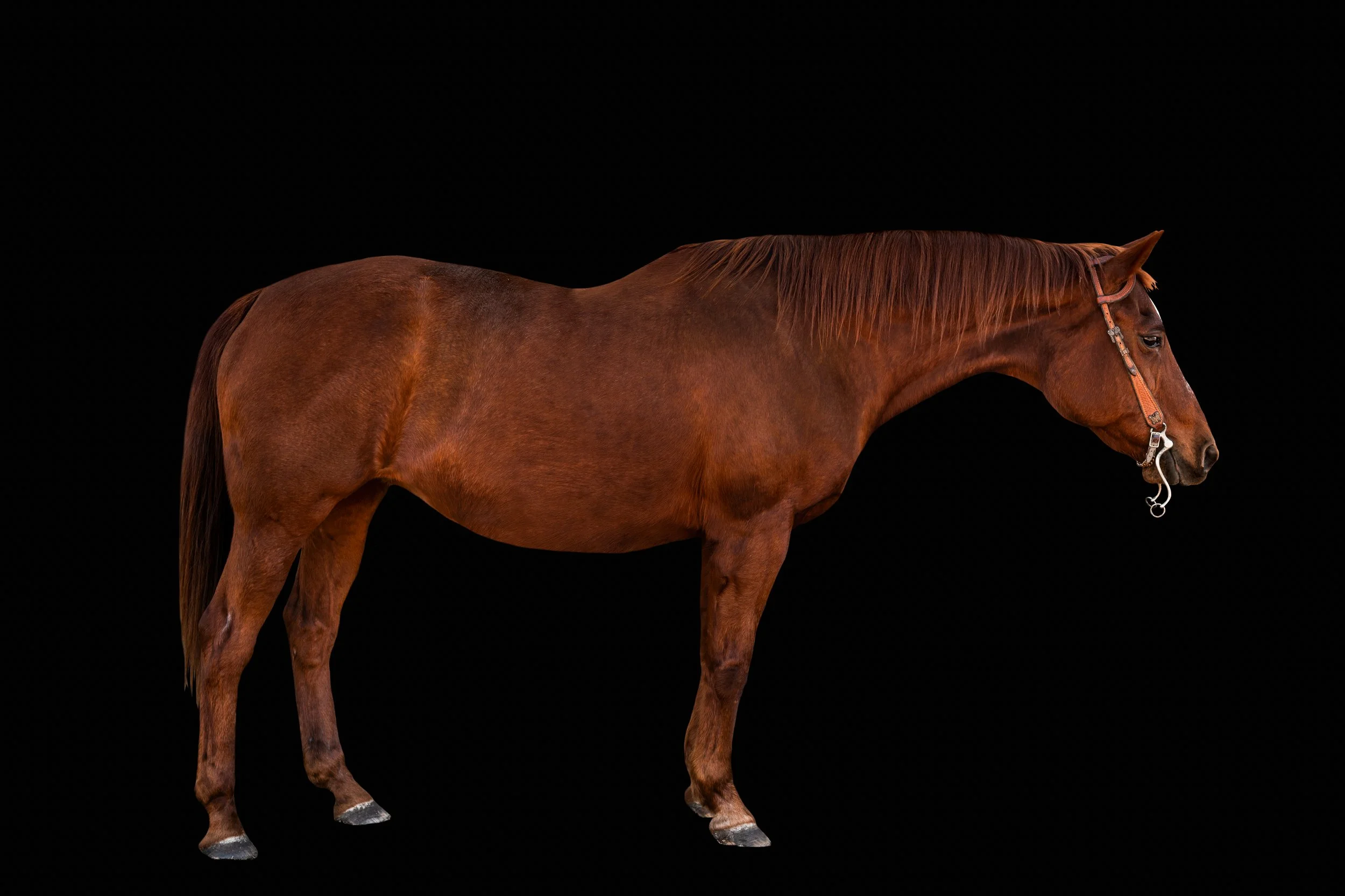 BigVineRanch_EquusColorum_2026-31.jpg
