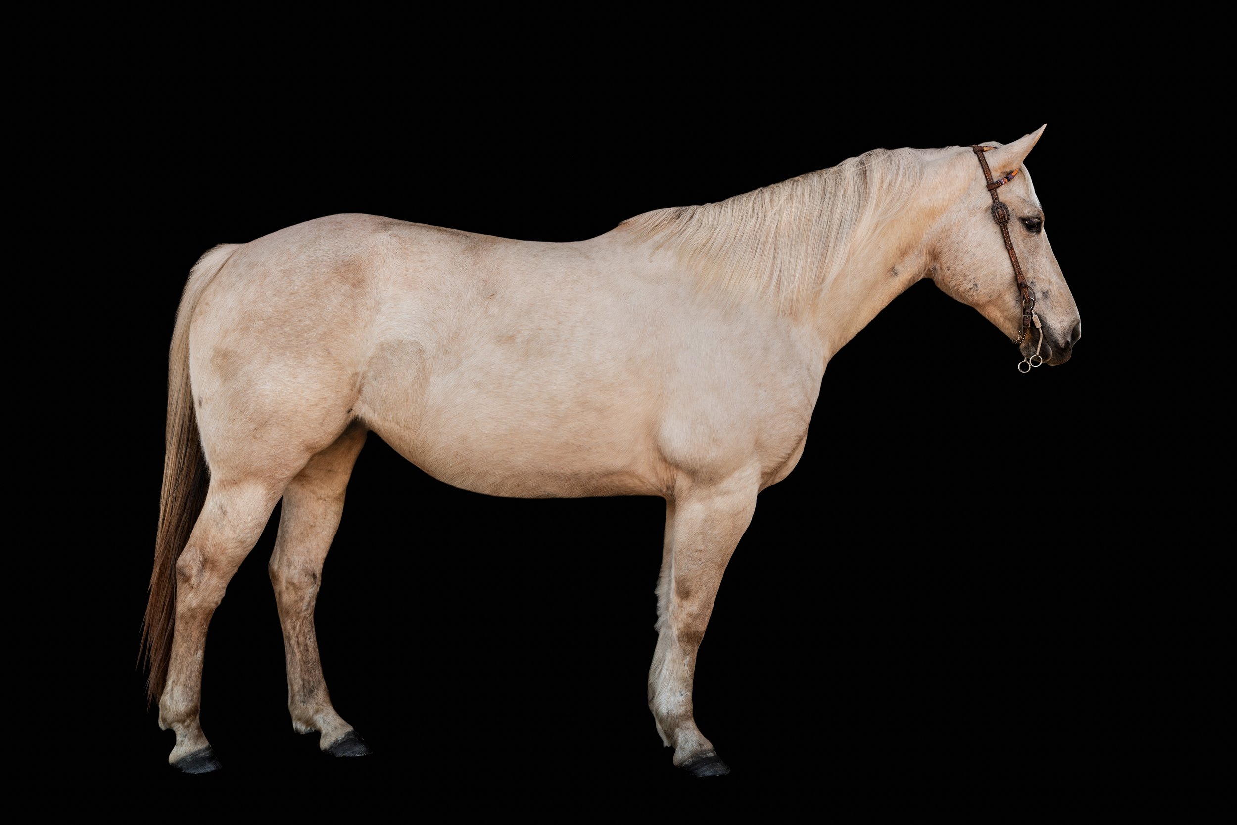 BigVineRanch_EquusColorum_2026-17.jpg