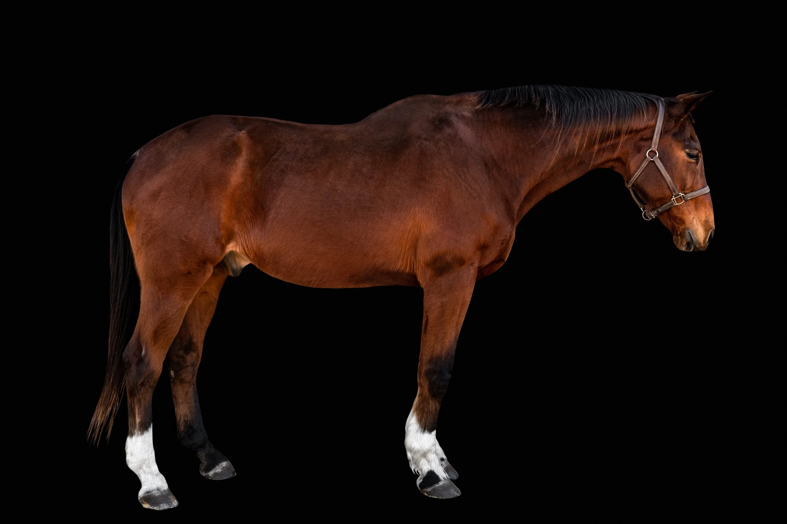 BigVineRanch_EquusColorum_2026-11.jpg