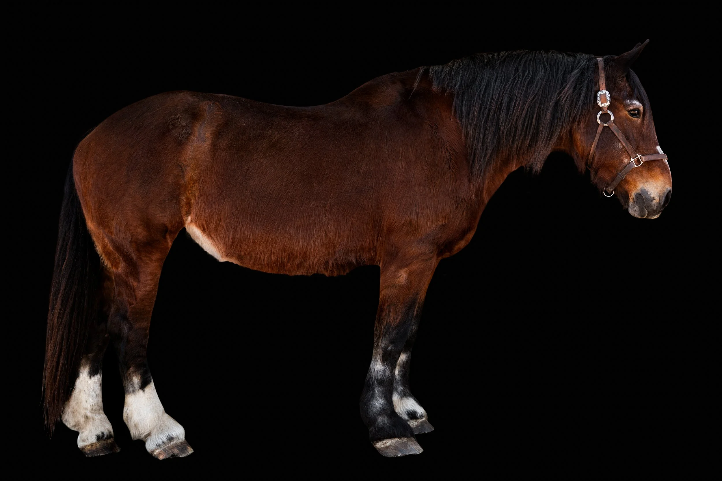 BigVineRanch_EquusColorum_2026-12.jpg