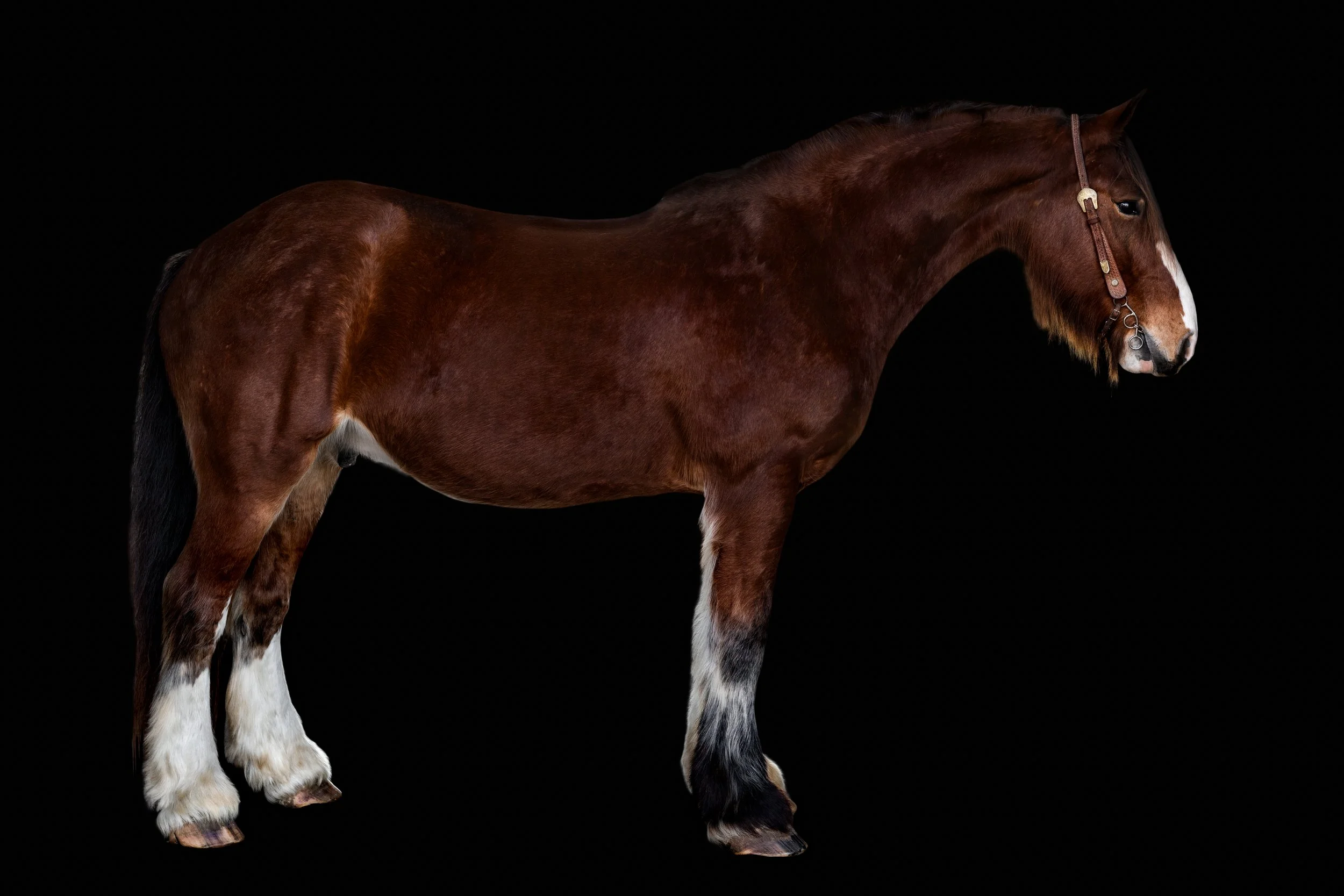 BigVineRanch_EquusColorum_2026-20.jpg