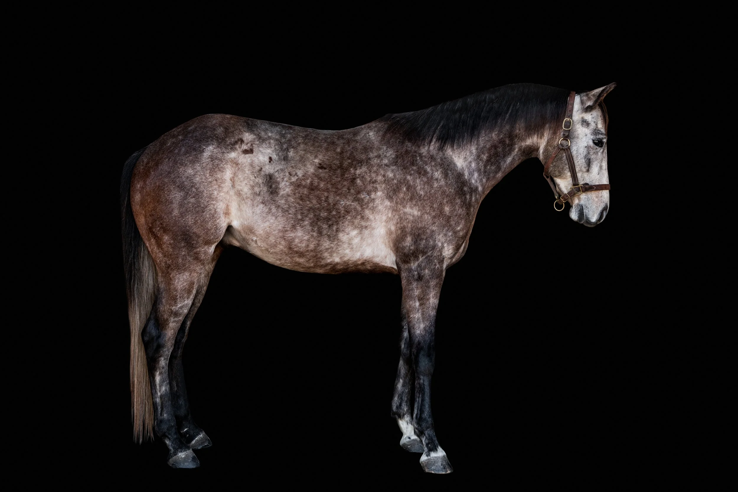 BigVineRanch_EquusColorum_2026-3.jpg