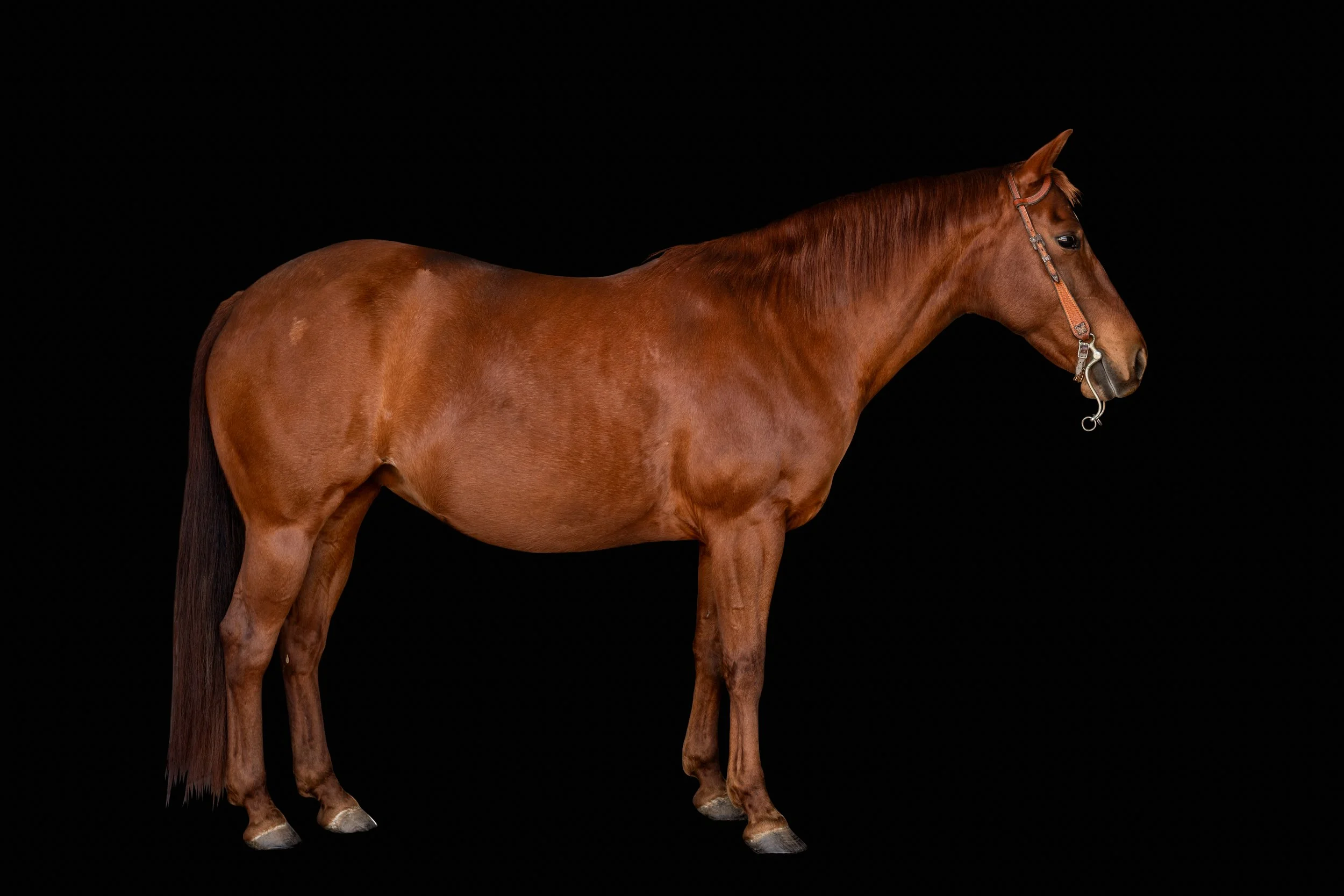 BigVineRanch_EquusColorum_2026-8.jpg