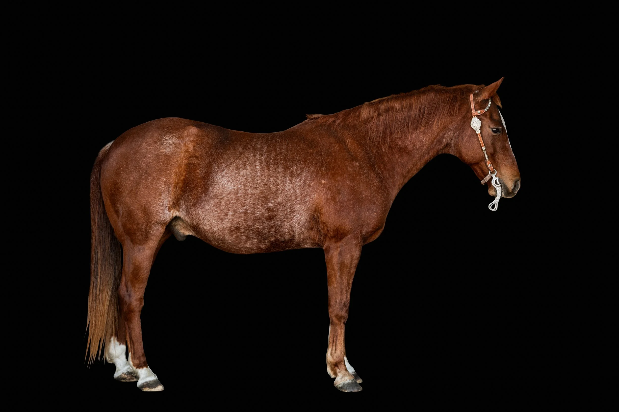 EquusColorum_Update_Sept2026-2.jpg