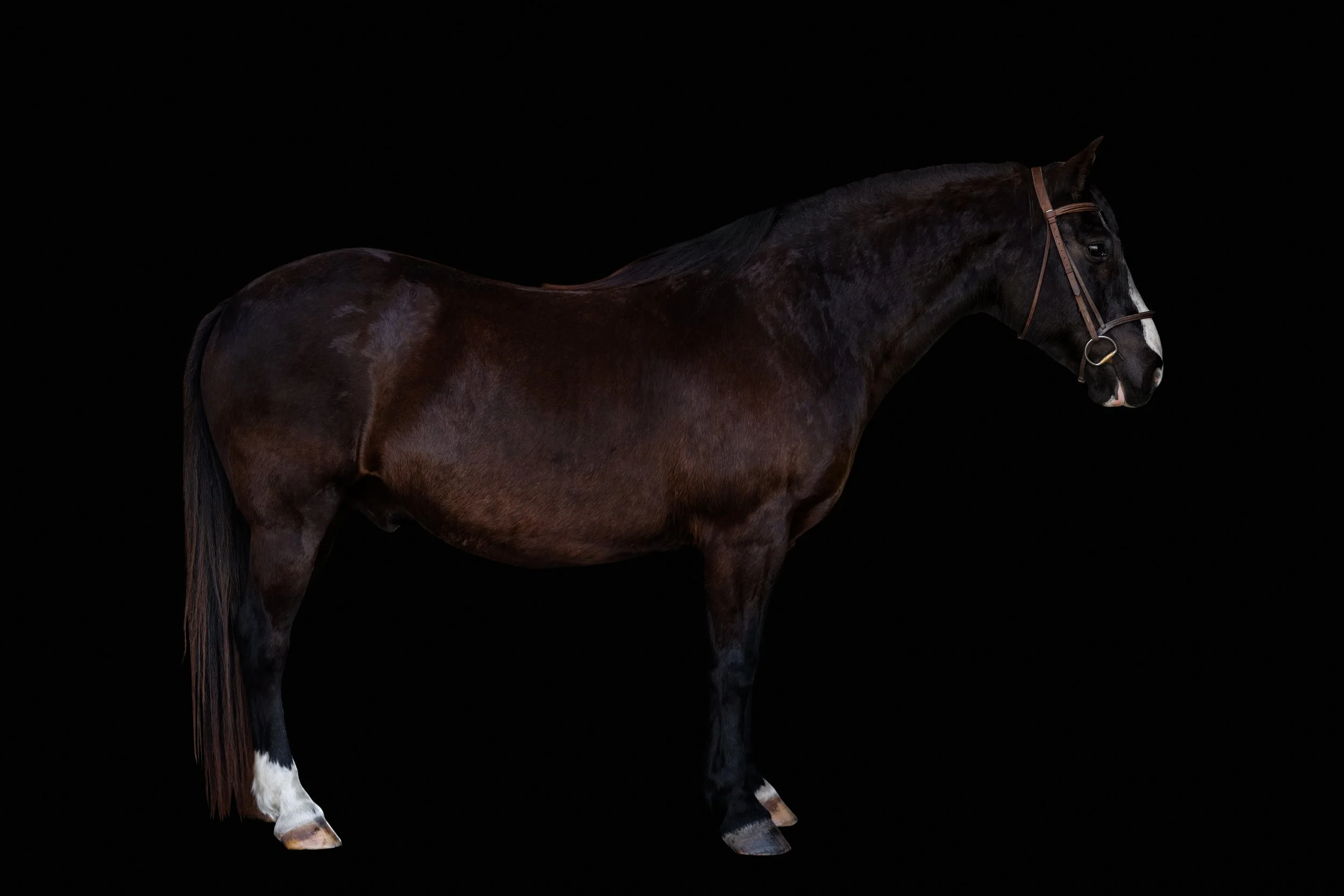 BigVineRanch_EquusColorum_2026-24.jpg
