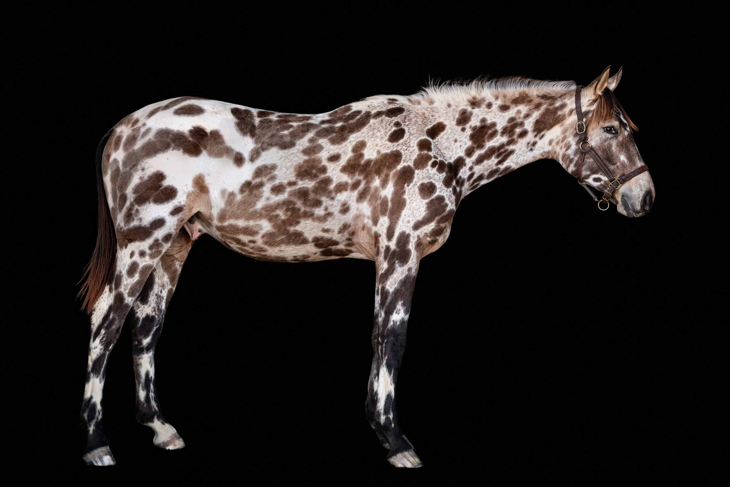 BigVineRanch_EquusColorum_2026-6.jpg