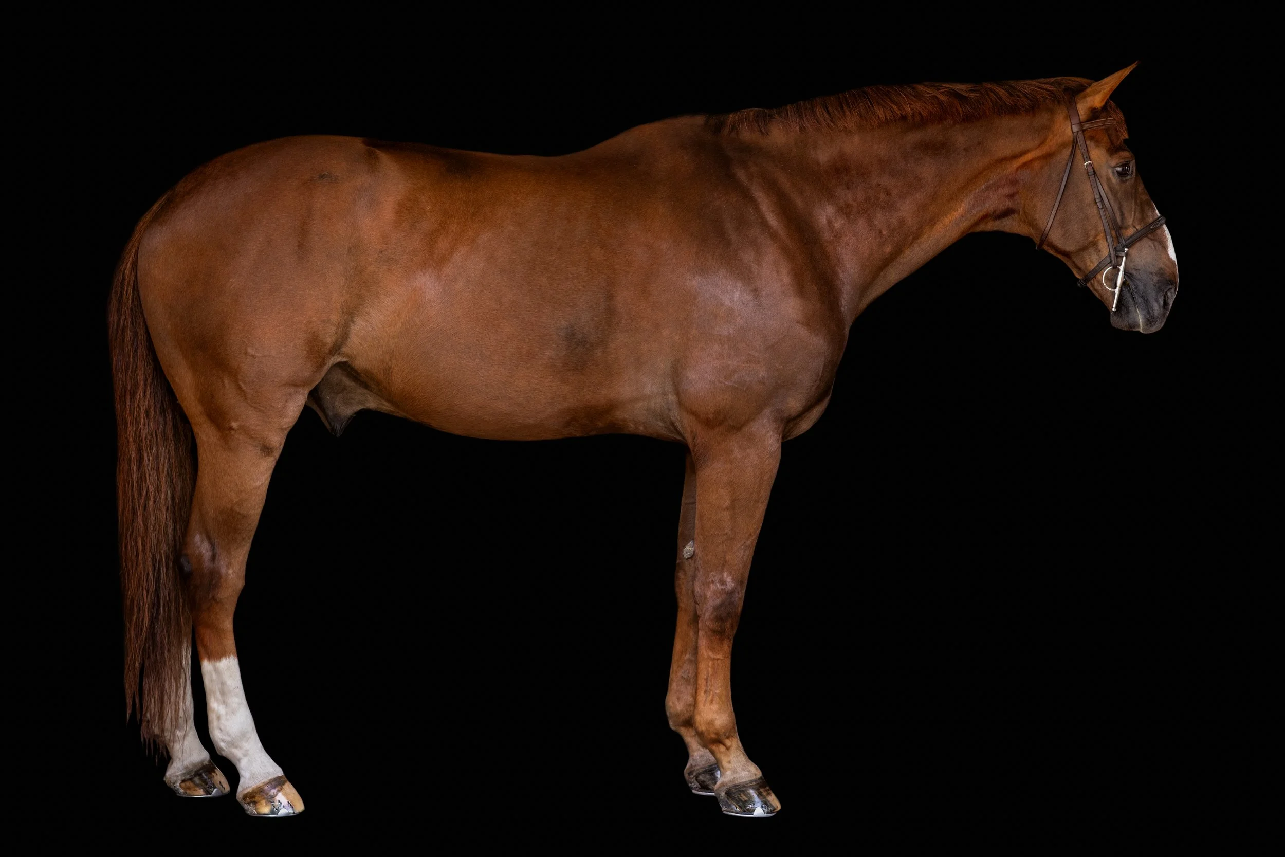 EquusColorum_Update_Sept2026-3.jpg