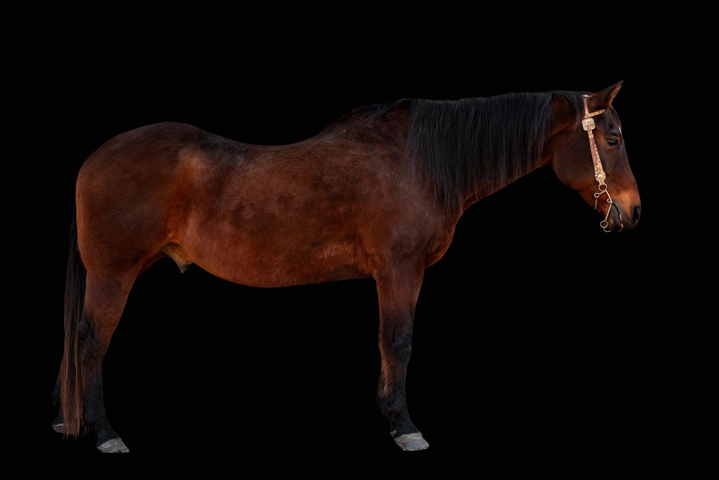 BigVineRanch_EquusColorum_2026-15.jpg