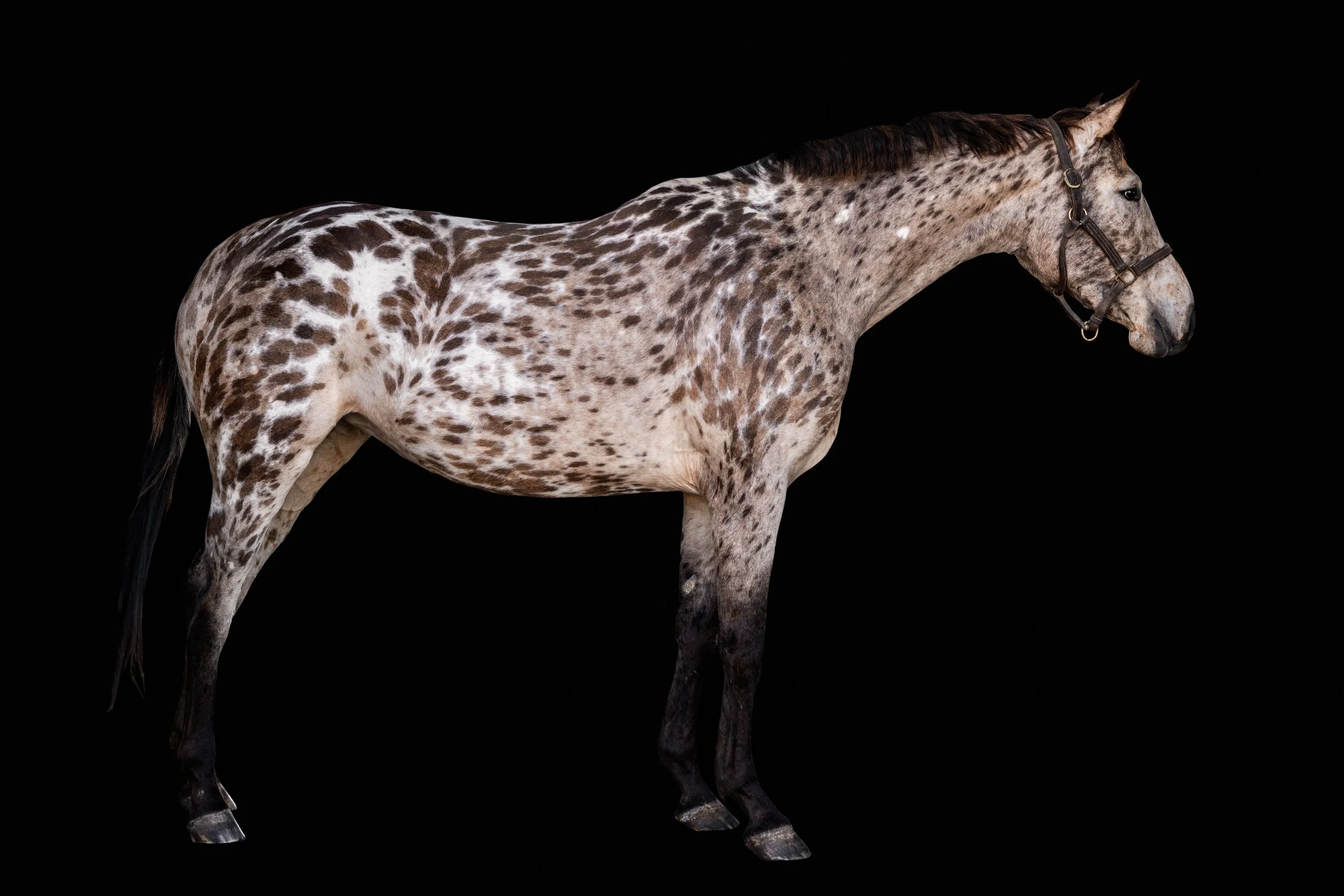 BigVineRanch_EquusColorum_2026-21.jpg