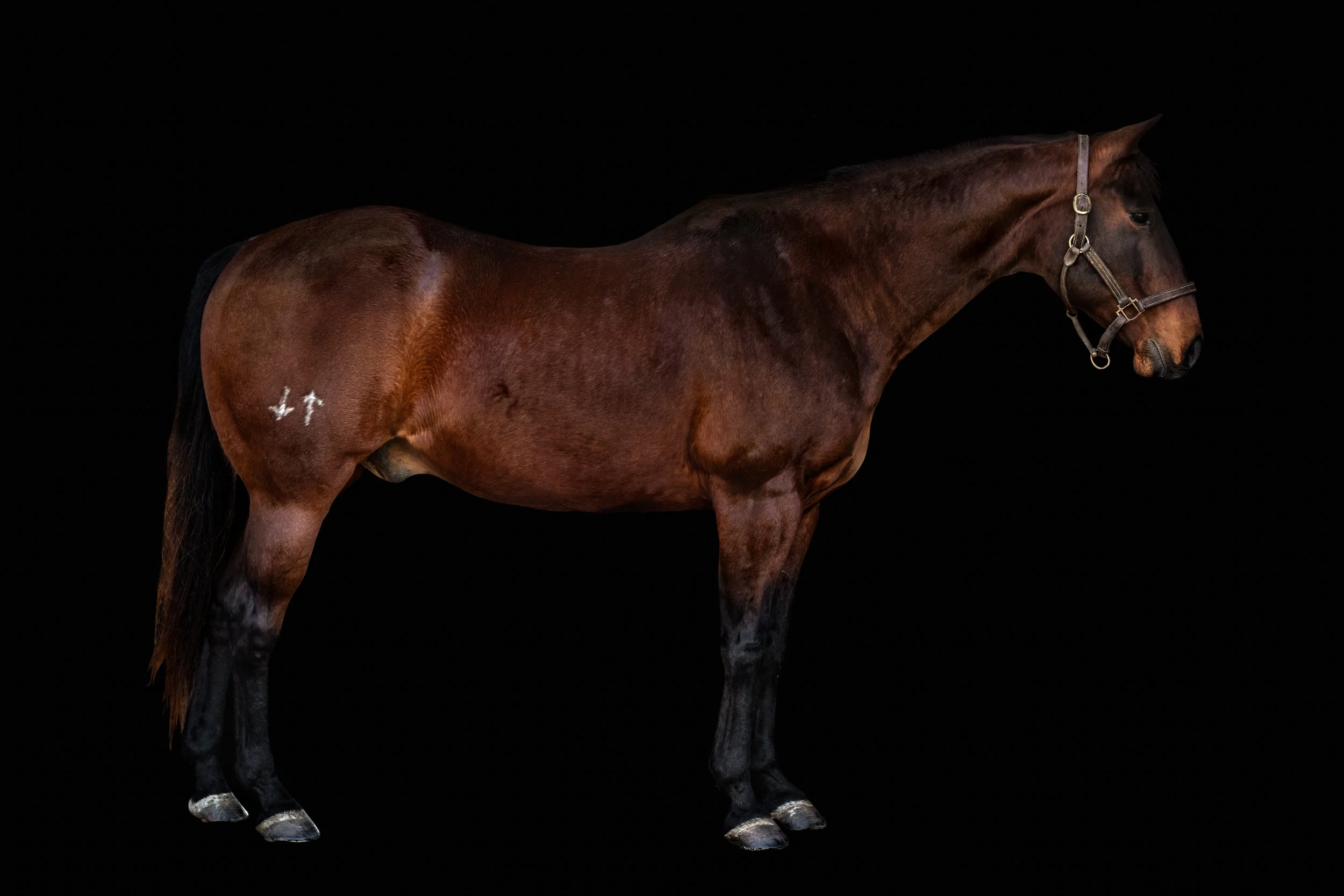 BigVineRanch_EquusColorum_2026-23.jpg