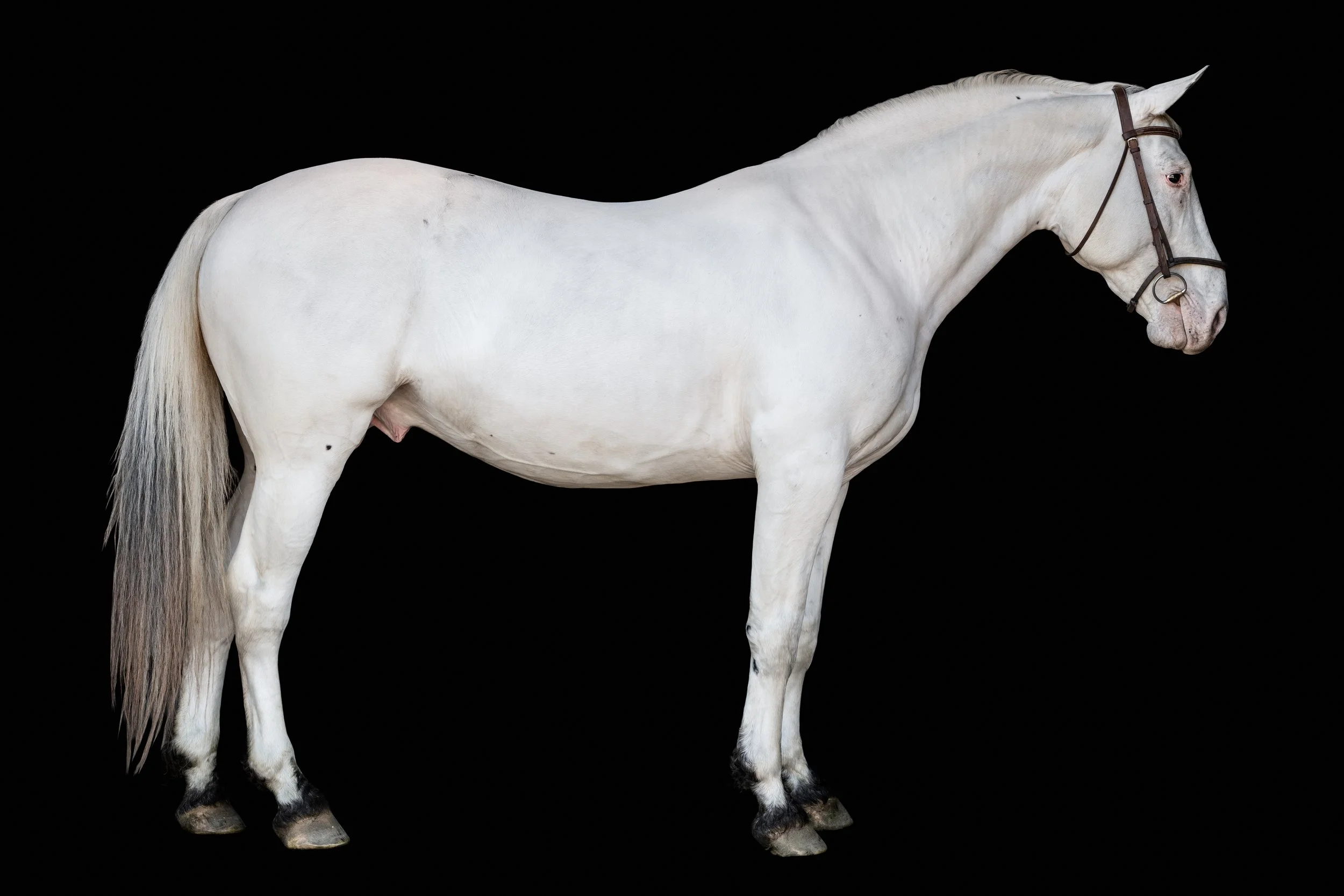 BigVineRanch_EquusColorum_2026-10.jpg