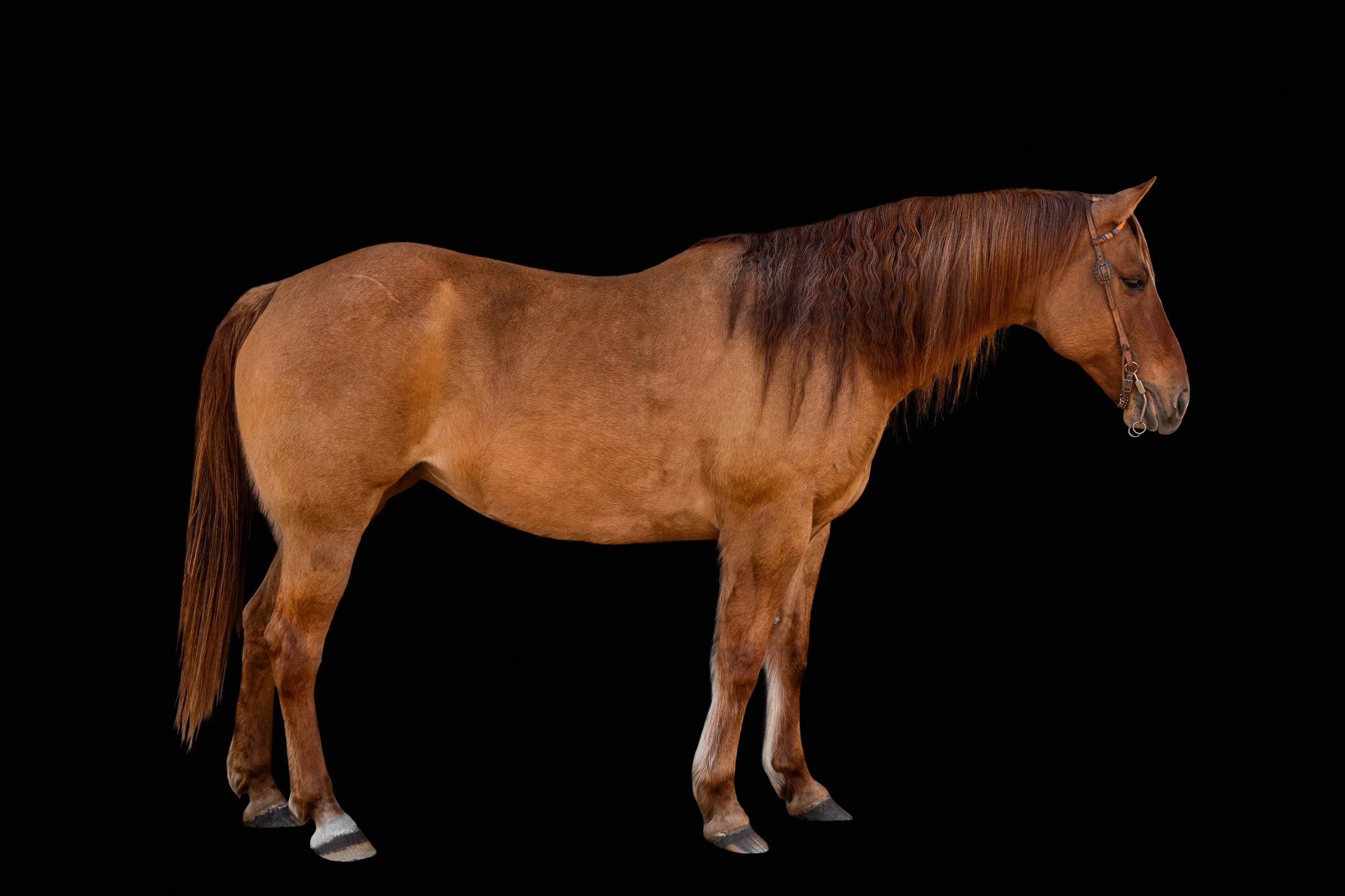 BigVineRanch_EquusColorum_2026-16.jpg