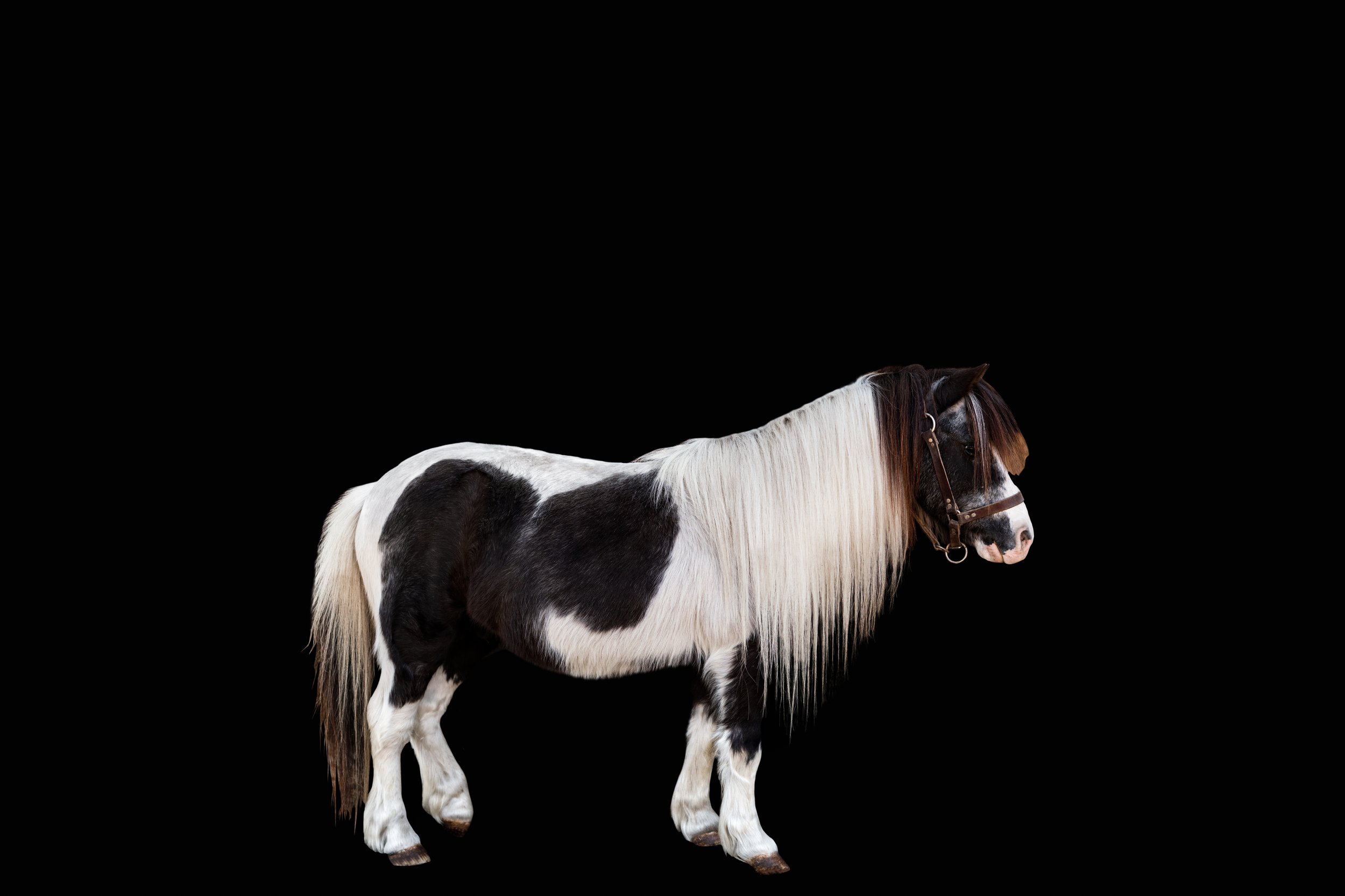 BigVineRanch_EquusColorum_2026-25.jpg