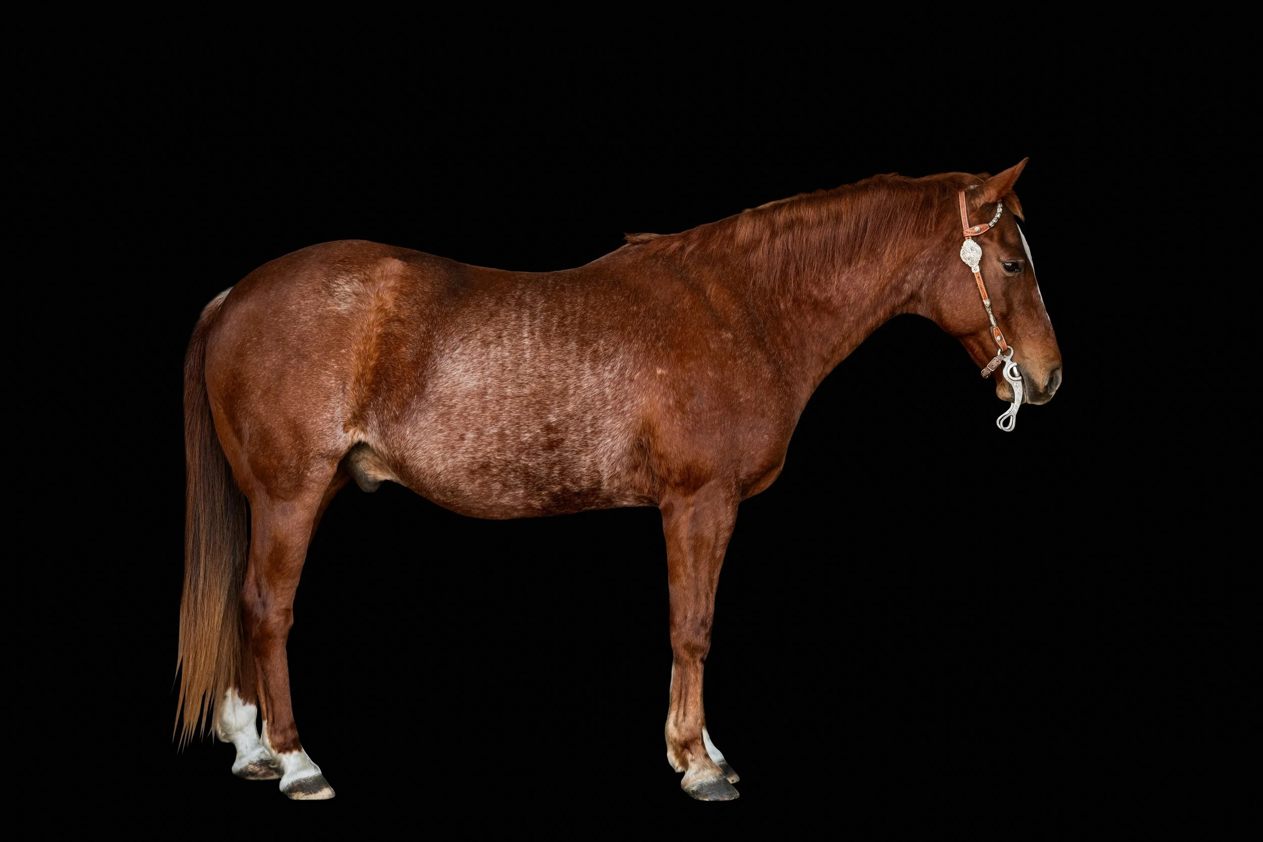 BigVineRanch_EquusColorum_2026-2.jpg
