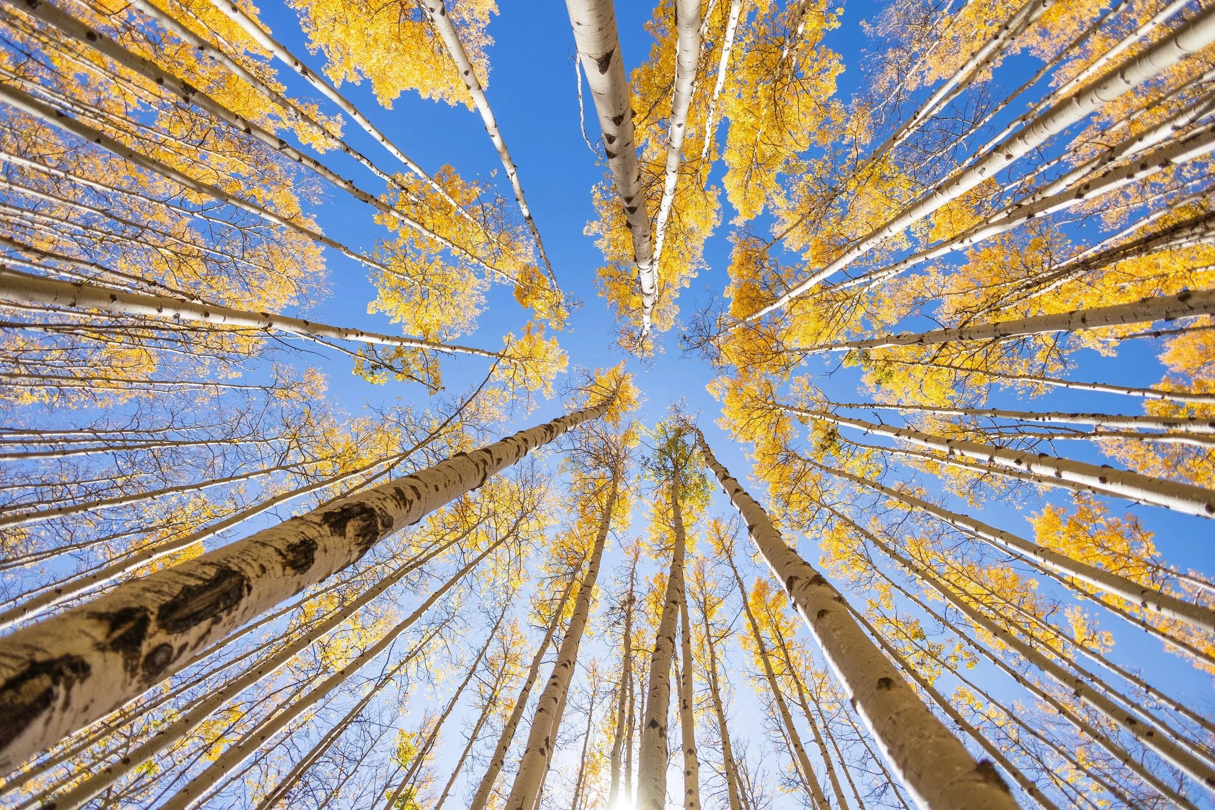 fall-5.jpg