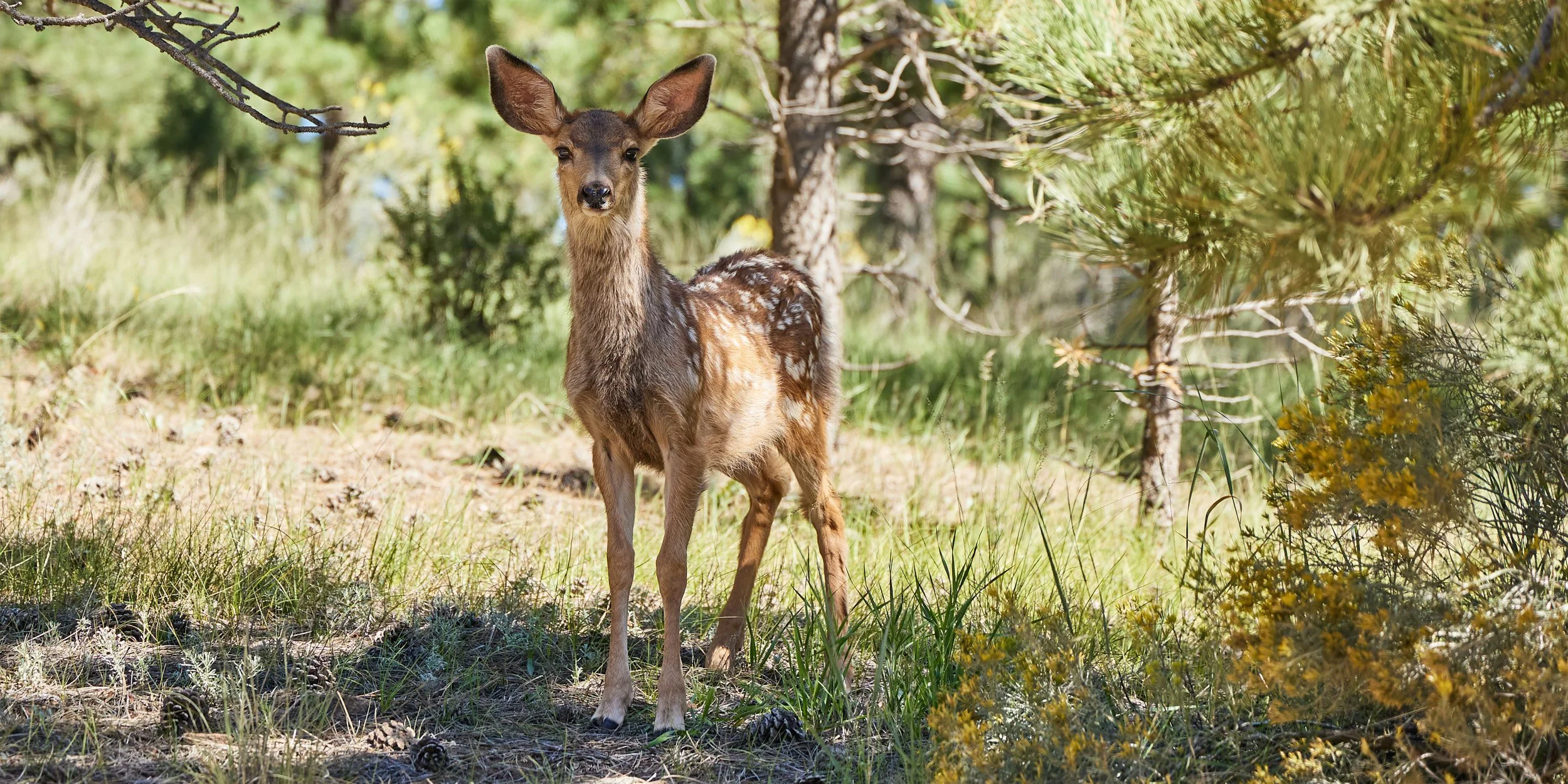 wildlife00009.jpg