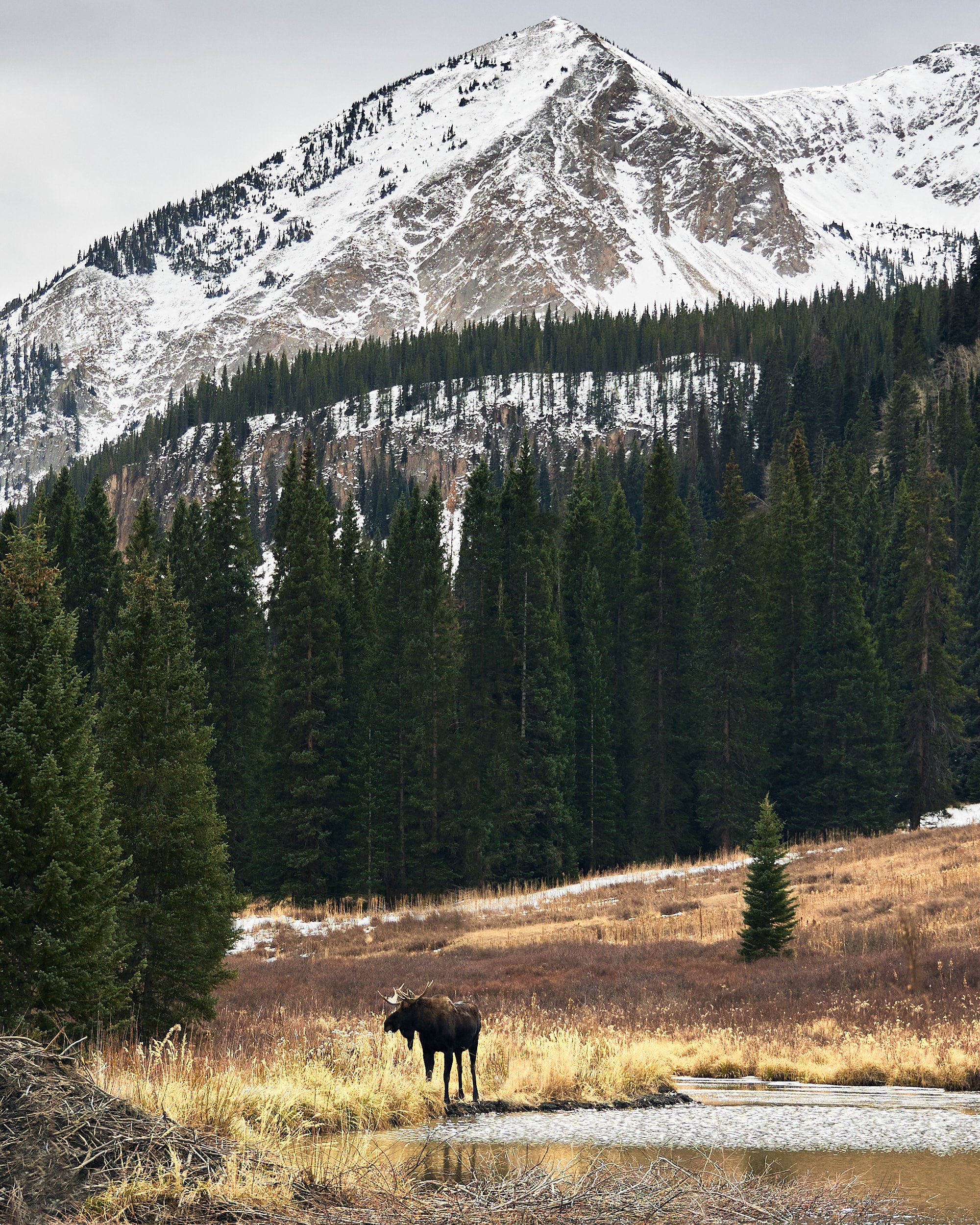 wildlife00008.jpg