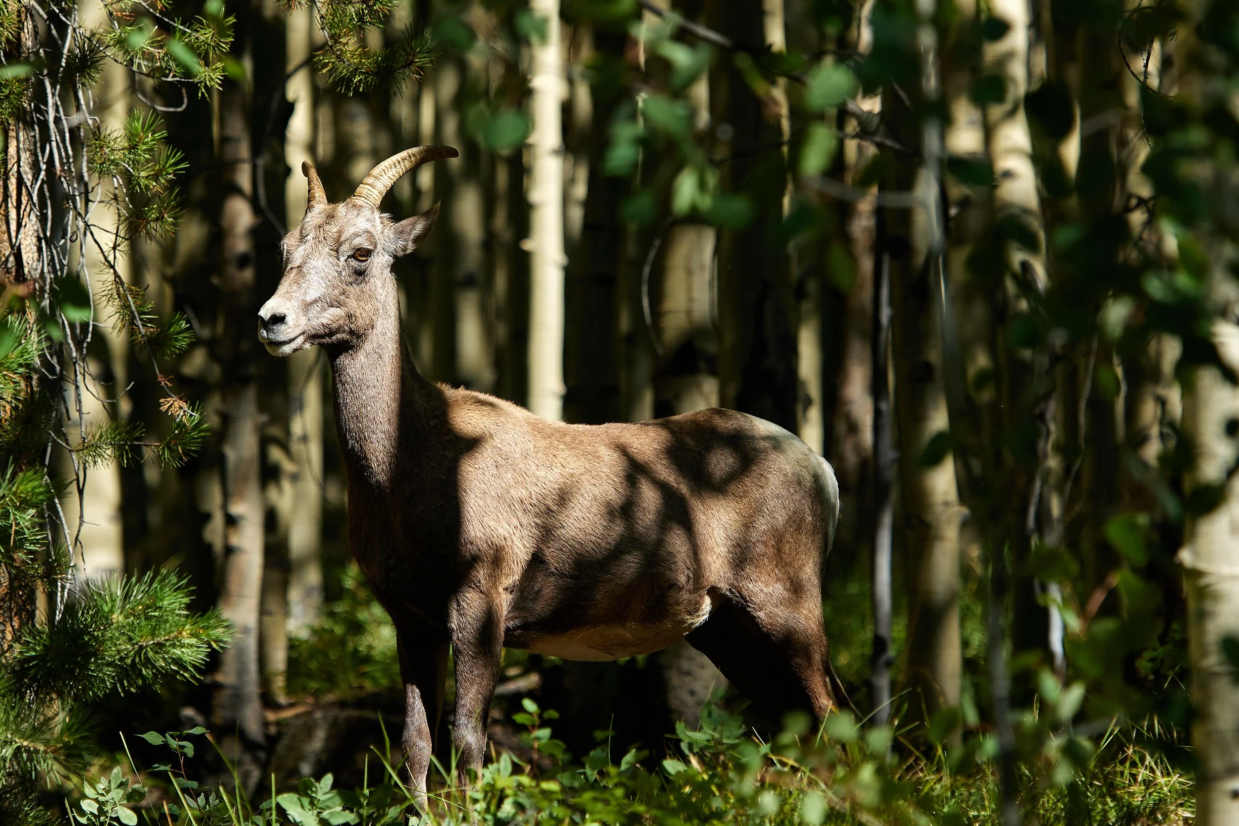 wildlife00001.jpg