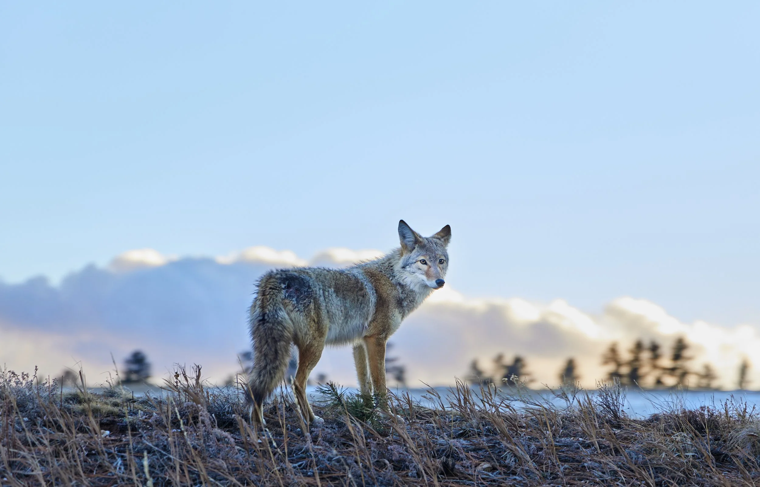 wildlife00007.jpg