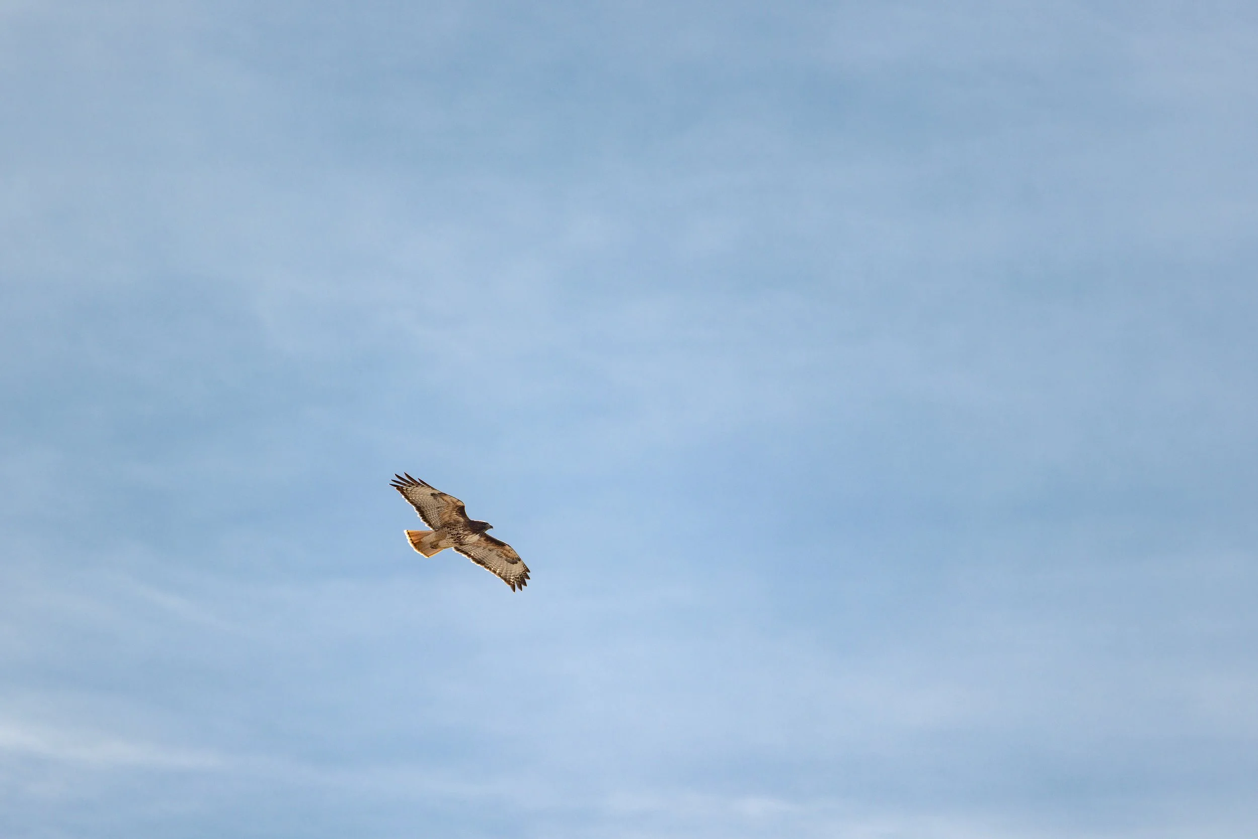 wildlife00010.jpg