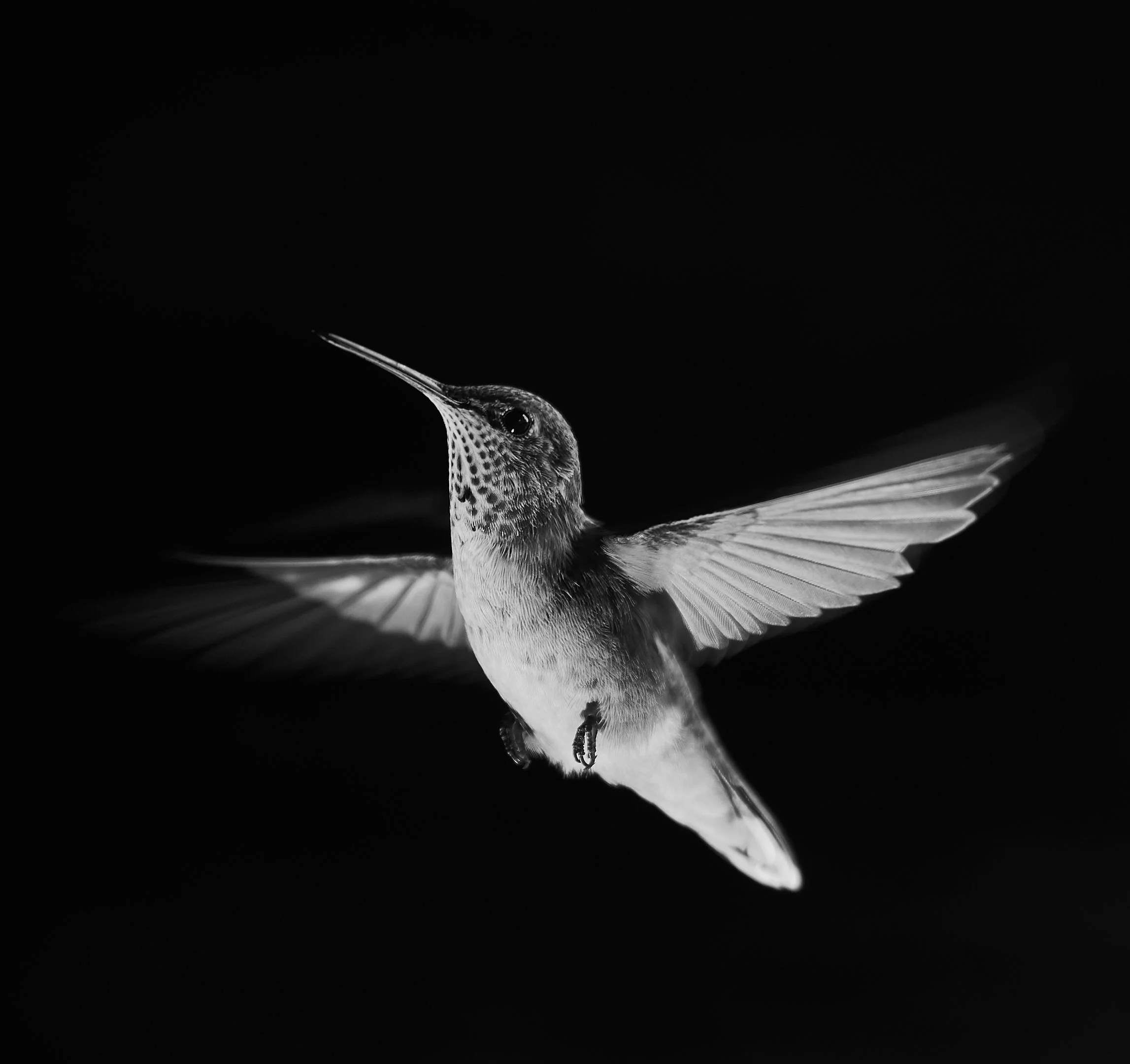 bw 5.jpg