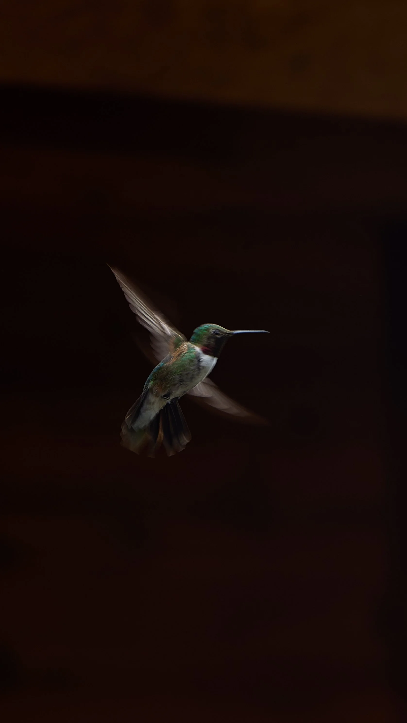 bird 2.jpg