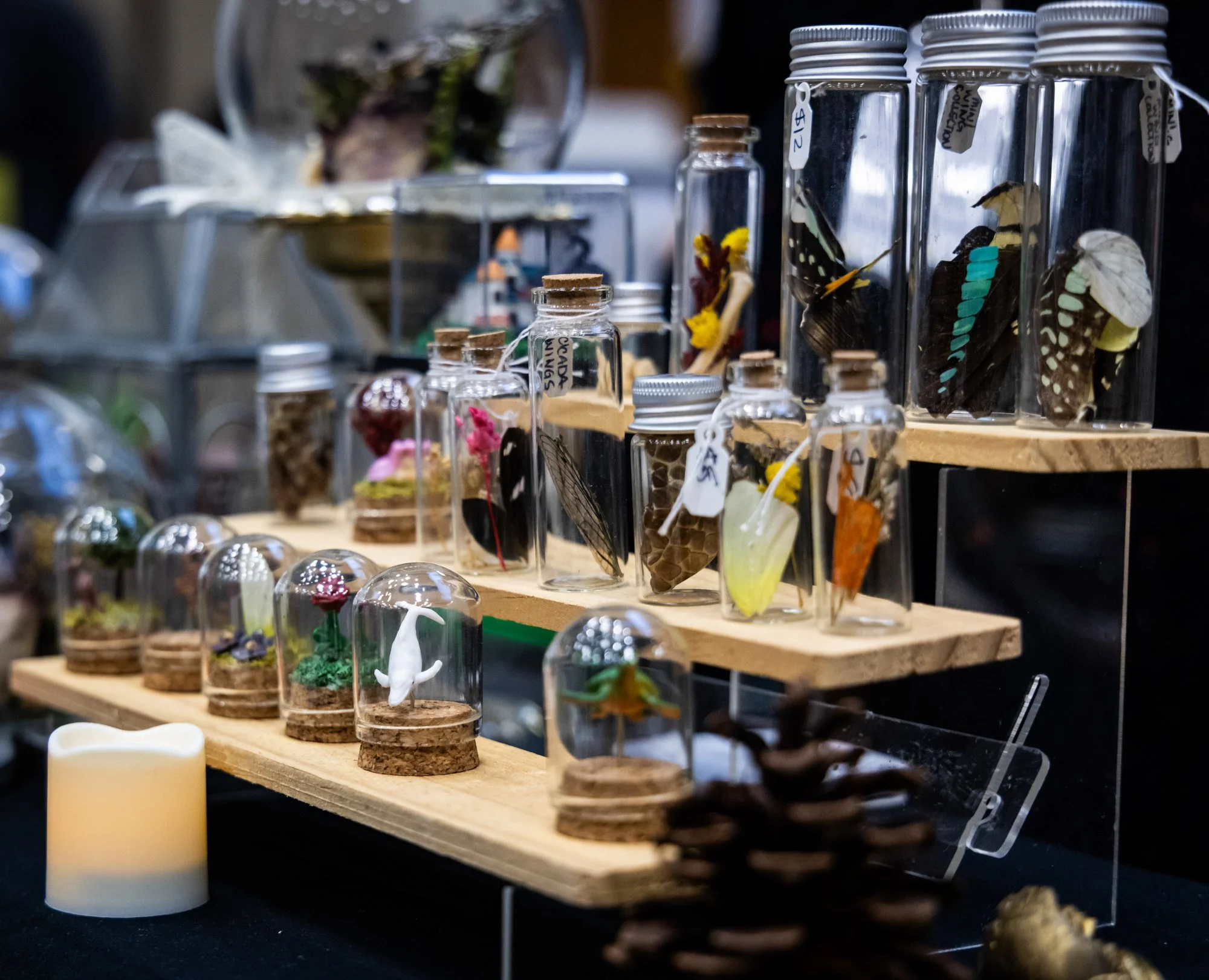 Display of various butterflies in glass cases and jars, probably at an exhibition or butterfly farm.