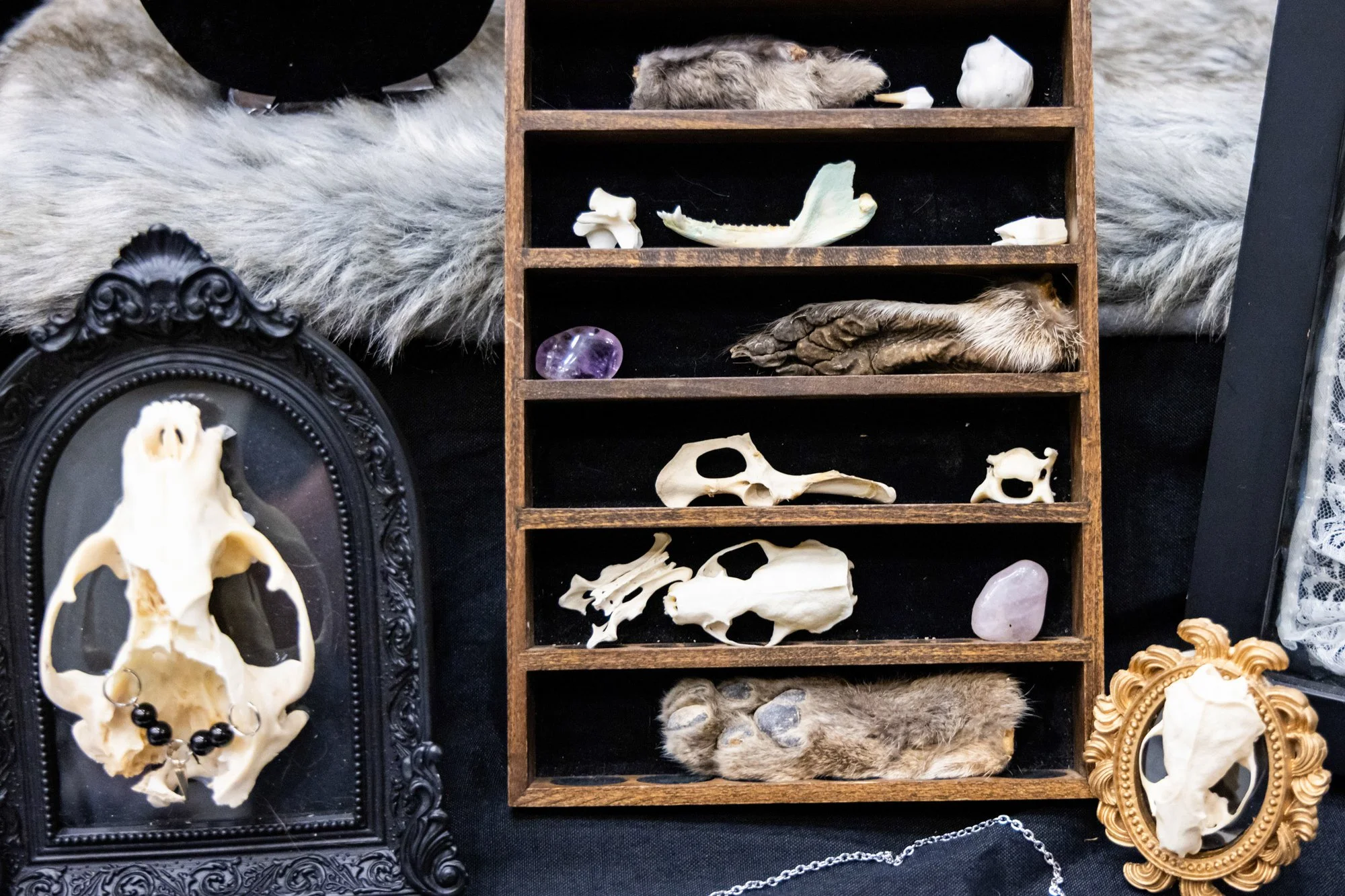Display of animal skulls, bones, and jewelry on a black background, with a faux fur rug and decorative frames.